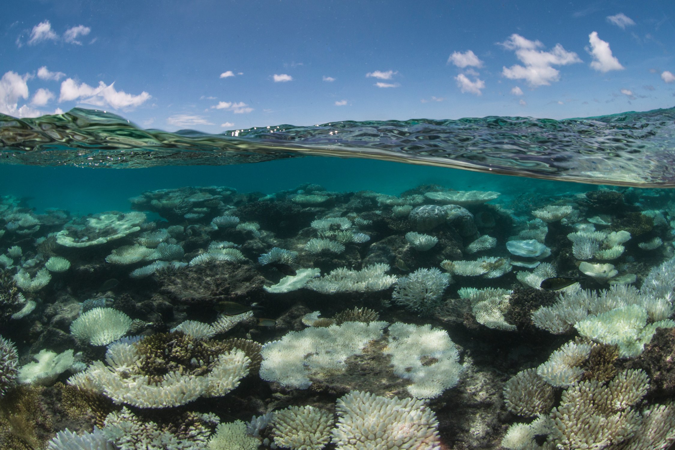 019-Coral-Bleaching-in-the-Maldives-©-Underwater-Earth_ XL-Catlin-Seaview-Survey.jpg