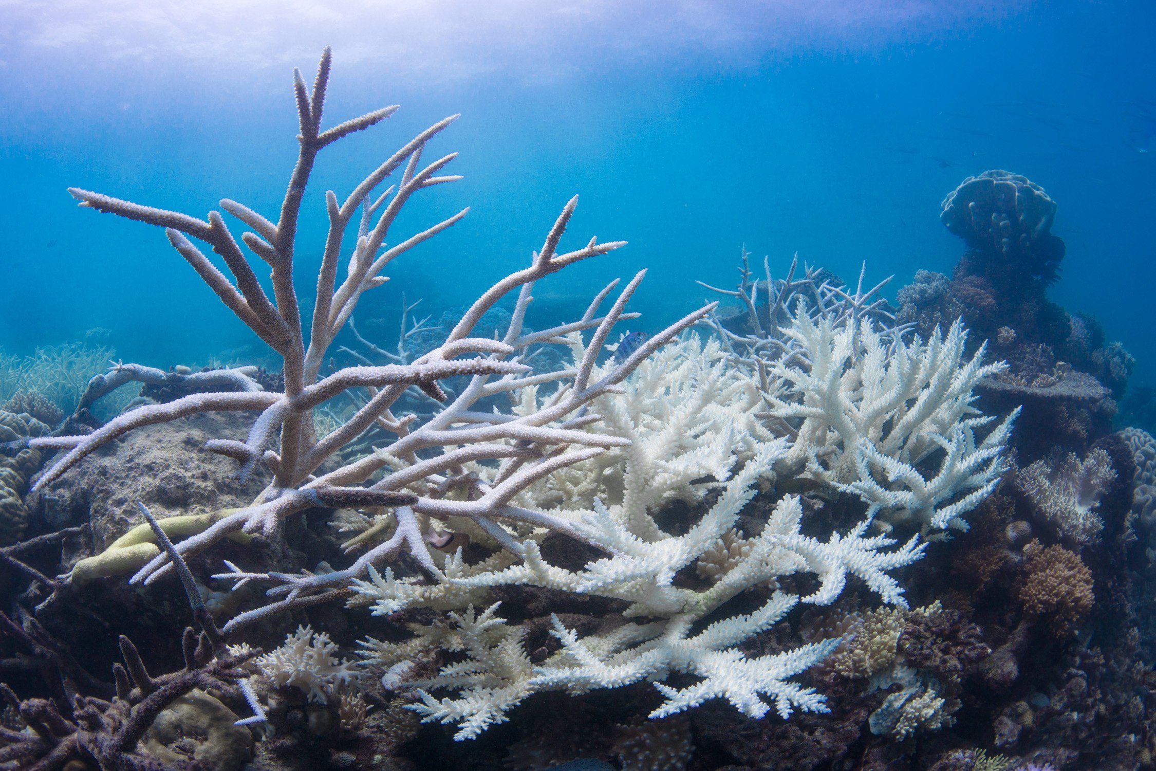 Image-004-Bleaching-GBR17-©-Underwater-Earth_Christophe-Bailhache.jpg