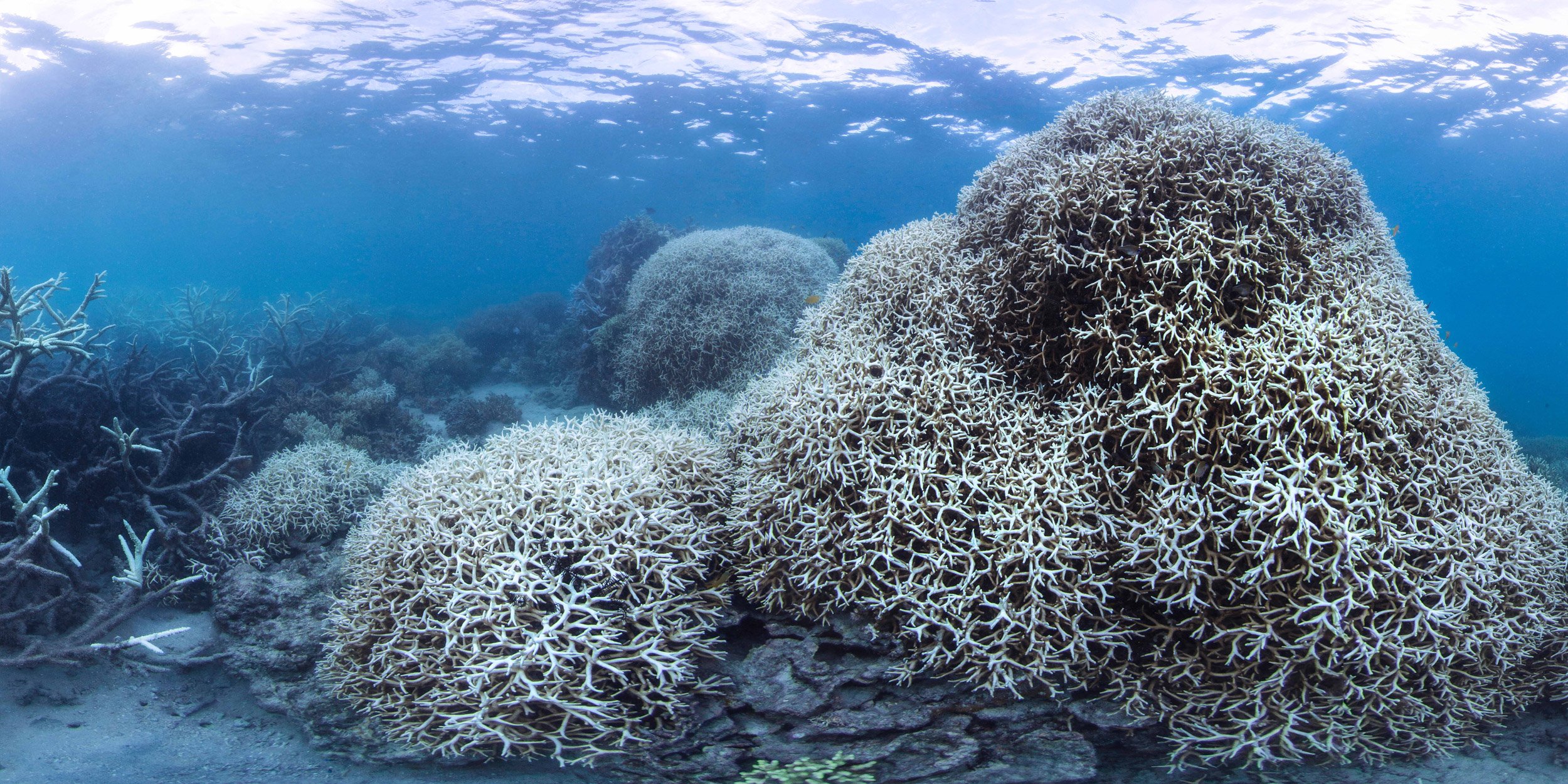 Coral-bleaching-©-Underwater-Earth_XL-Catlin-Seaview-Survey_Christophe-Bailhache.jpg