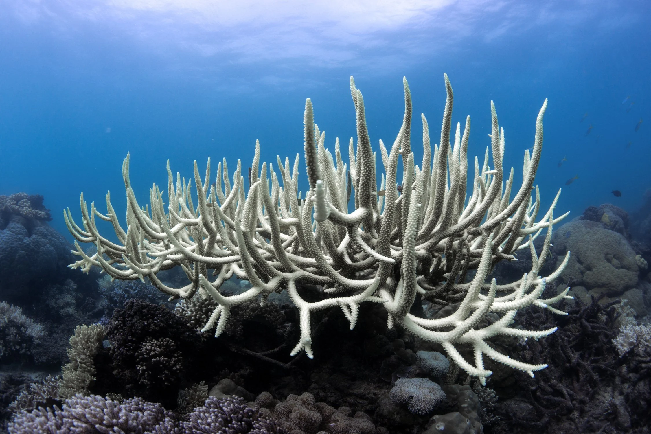 Coral Bleaching — XL Catlin Seaview Survey