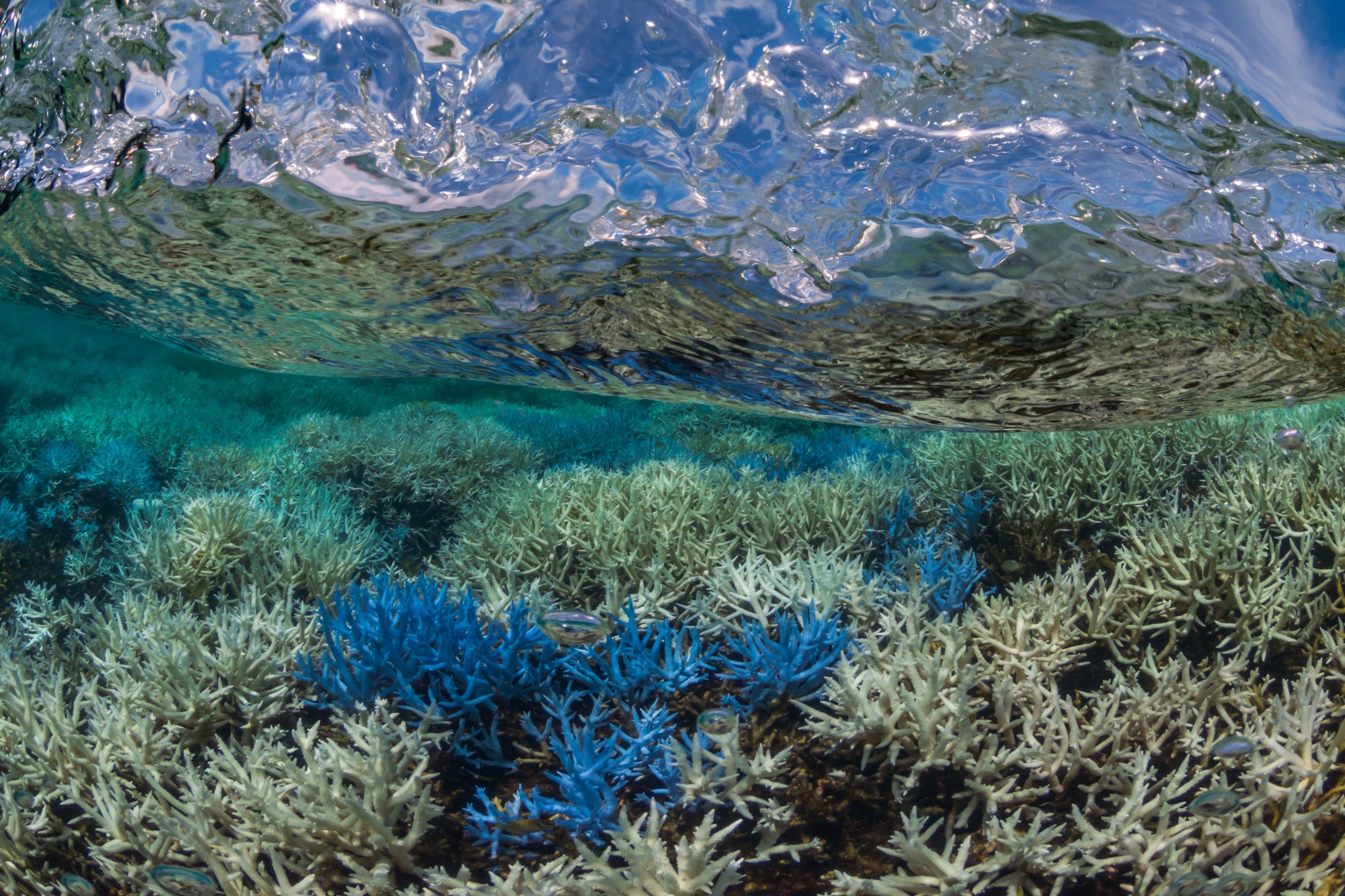 10-Coral-bleaching-in-New-Caledonia-©-Underwater-Earth_ XL-Catlin-Seaview-Survey.jpg