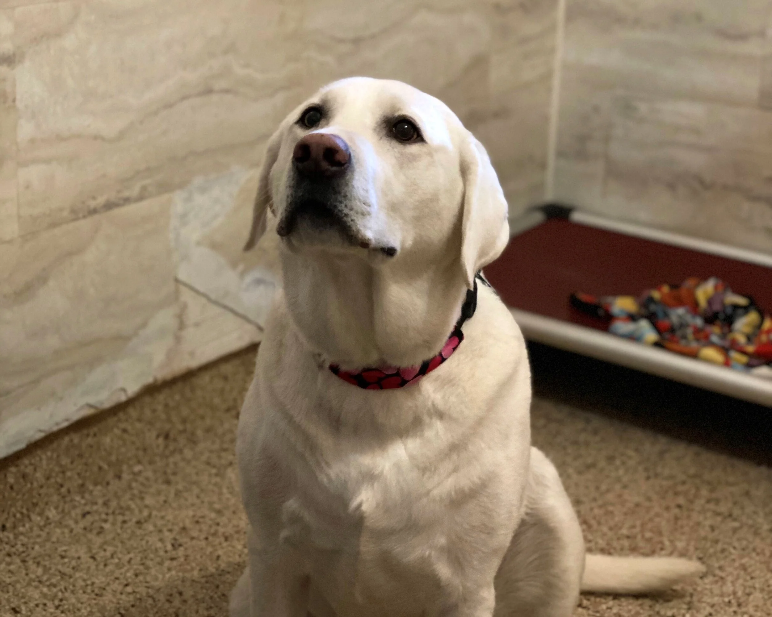 Manchester Country Kennels