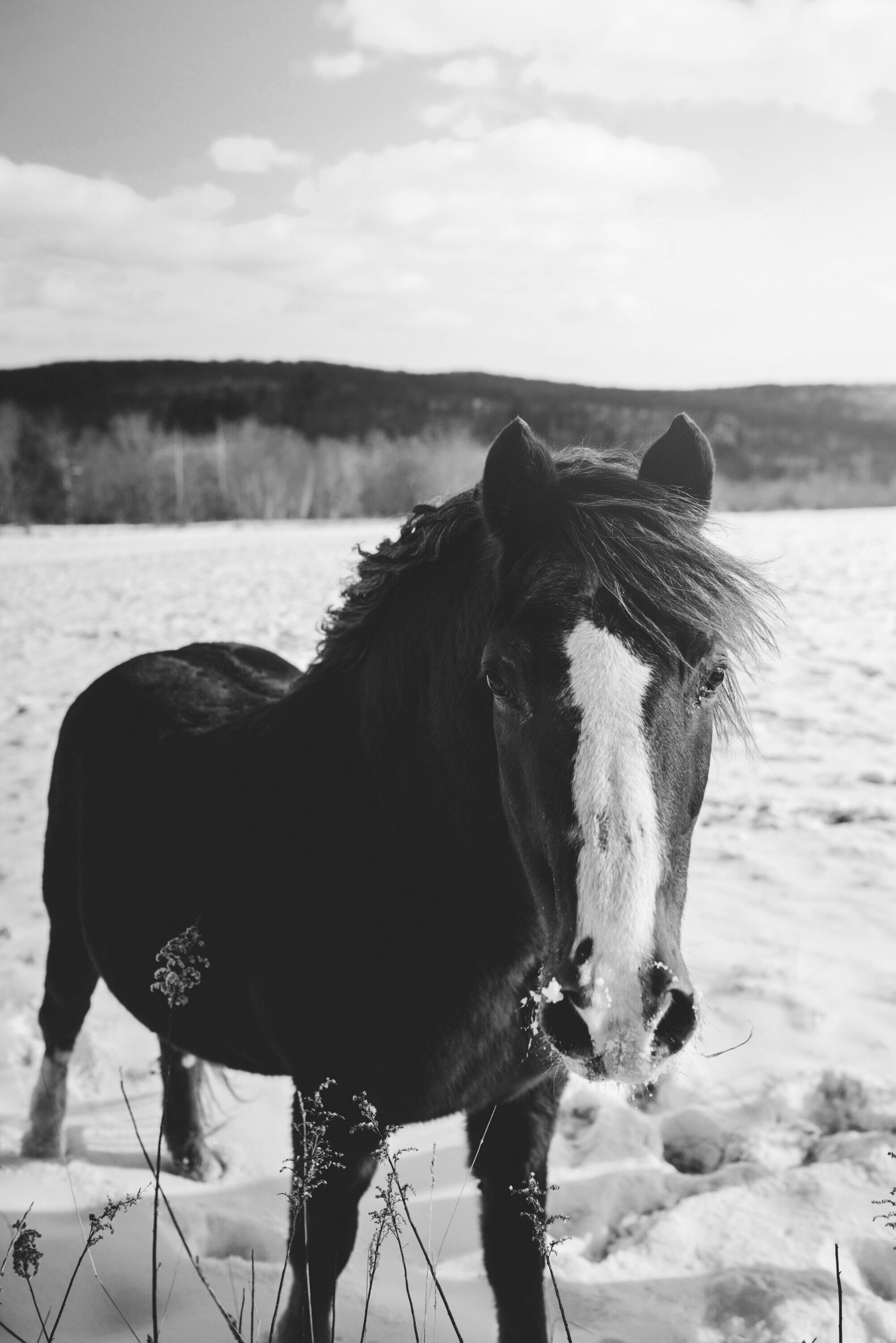 Chemistry — Iron Horse Group Inc.