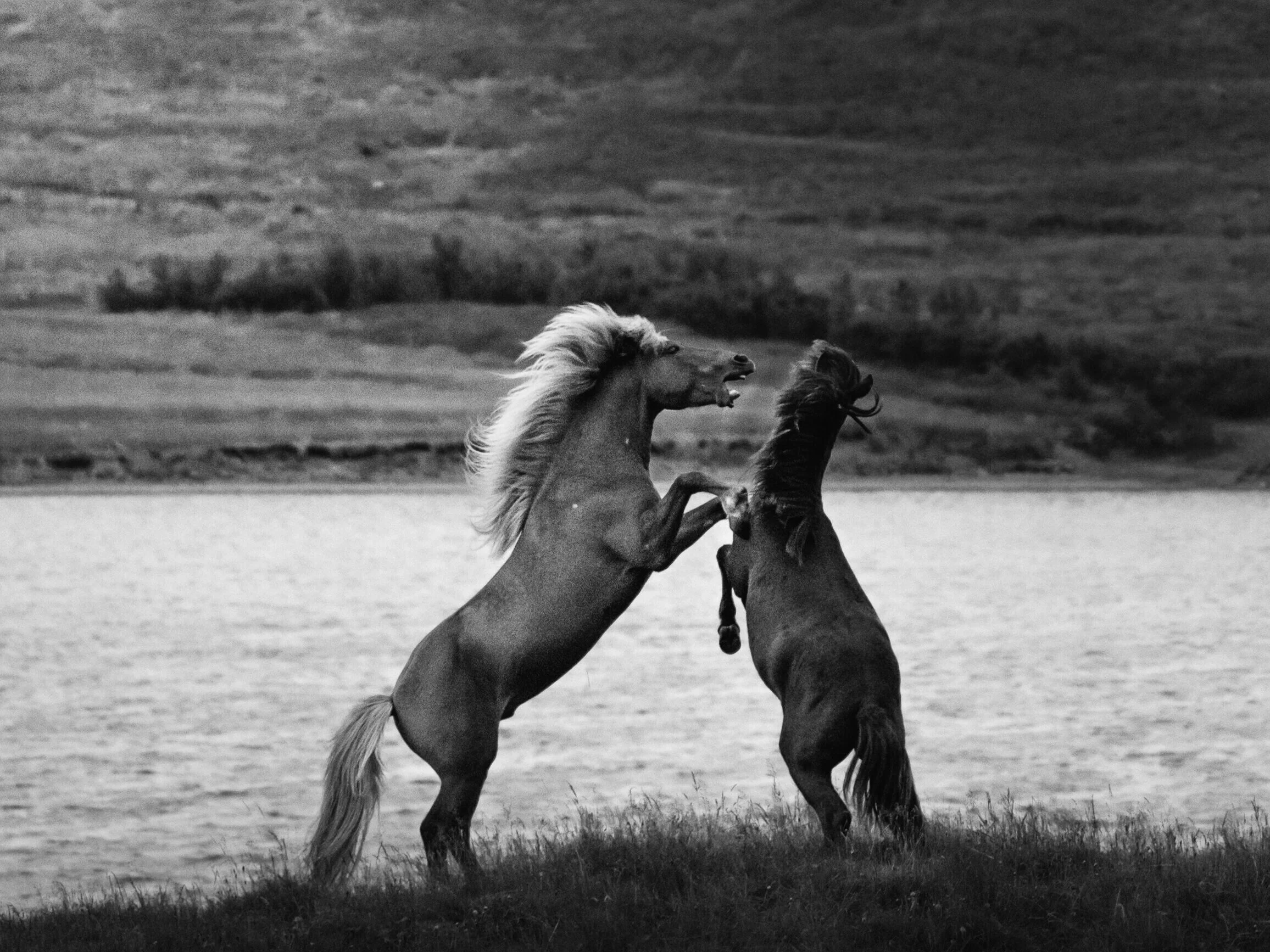 Iron Horse Group Inc.