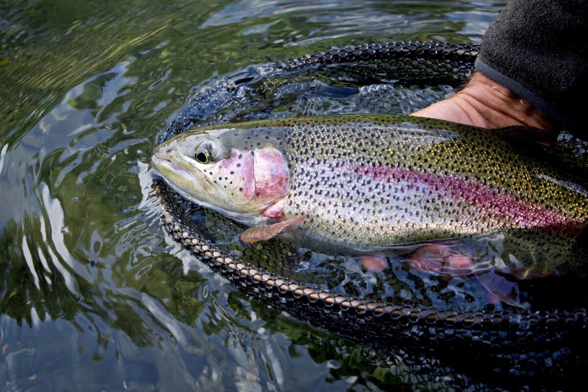 Henry's Fork Lodge Fly Fishing and Lodge