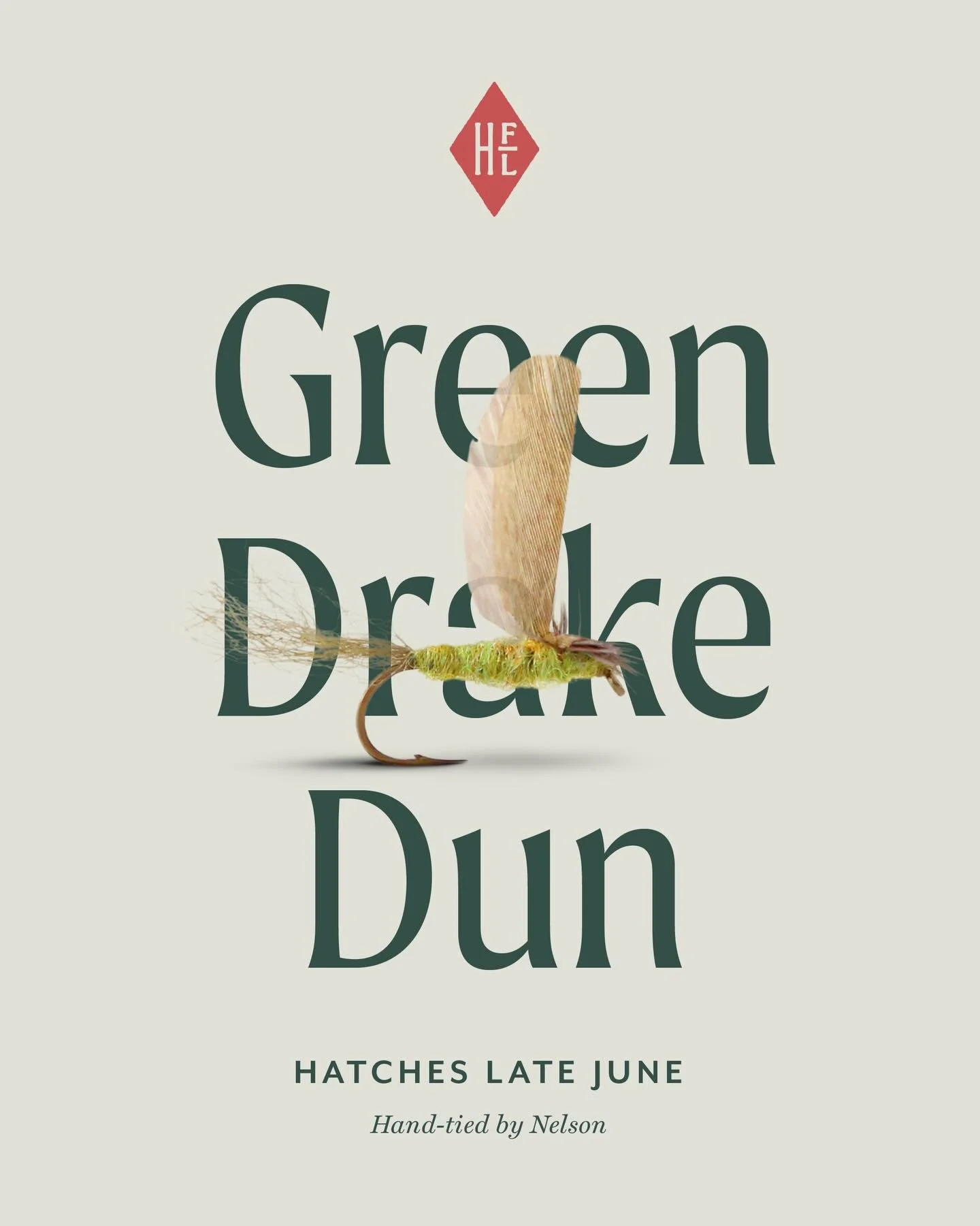 The green drake is a #10 insect that hatches up and down the Henry&rsquo;s Fork in the latter half of June and later at higher elevations in Yellowstone Park. Its large size - #10 - brings big fish to the surface. This version is designed to float we