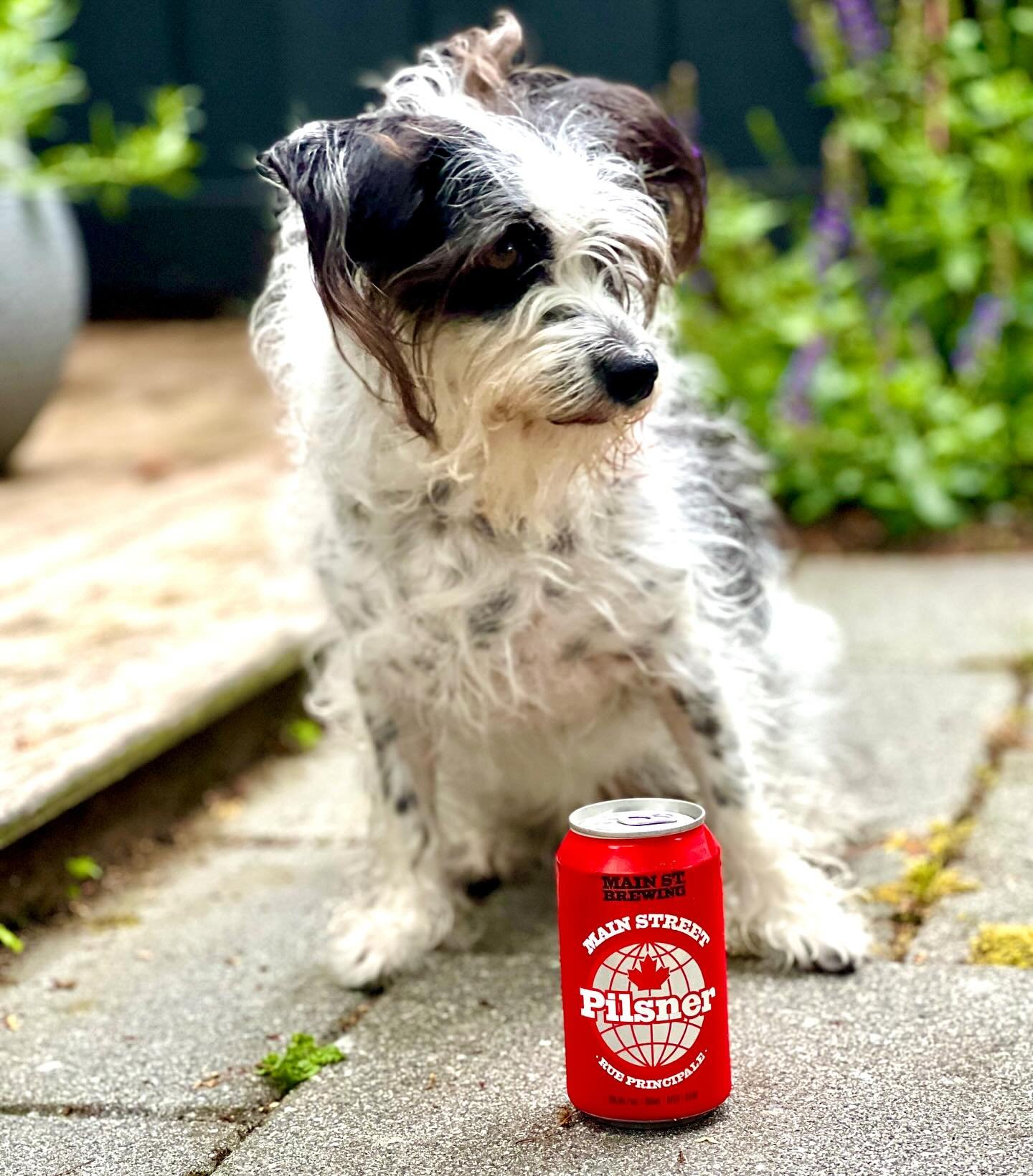 THIS DOG&rsquo;S GOT BITE

The OG. The first. The captain of our flagship.

Main Street Pilsner: find it at better @bcliquorstores and private outlets and bars and restaurants in your neighbourhood like:

@littlebirddimsum
@flourist
@lesfauxbourgeois