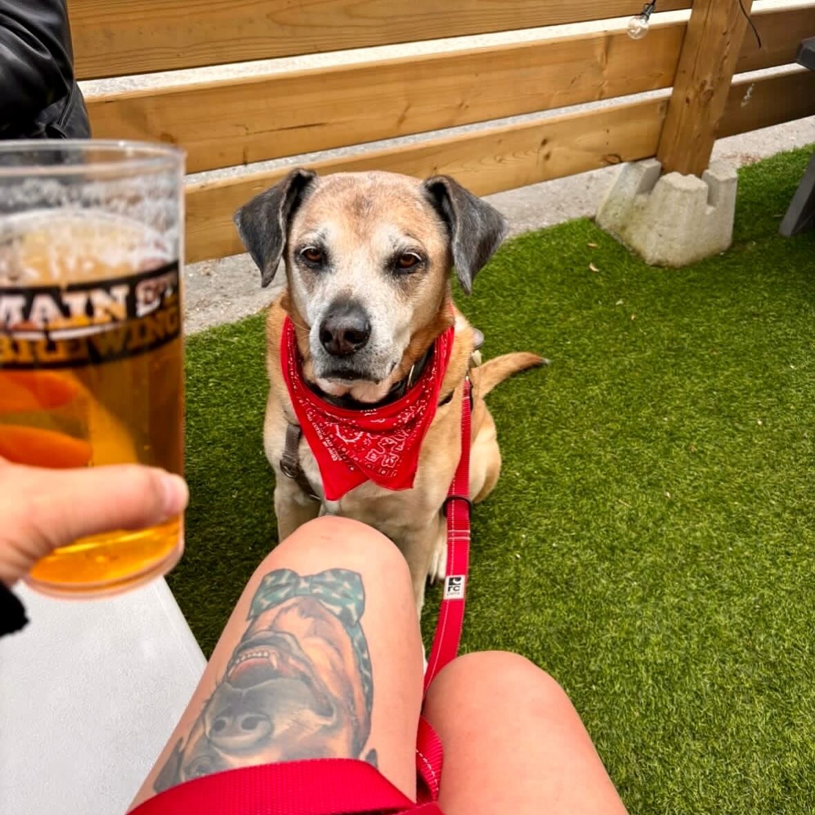 SI SI SE&Ntilde;IOR

Patios, pints and paws: nothing better.

Thanks to @dogtraining_nearme for bringing the boss a.k.a. Bellamy Texas Bones (but you can call him Belly) in his bandanna-ed best to live his best senior dog life on our Scotia Street pa