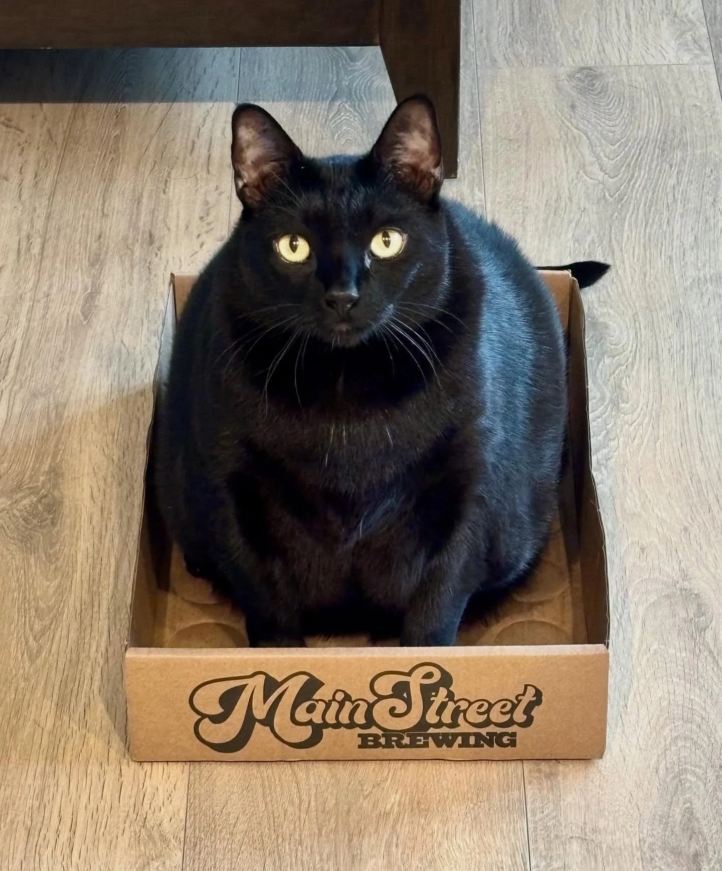 RIGHT HERE, RIGHT MEOW
It’s #NationalCatDay so why not throw up a post of our favourite feline?
Say hello to Large Marge — a giant fan of Main St. Brewing.
She sits in judgement. Approach with caution. For in Large Marge there resides