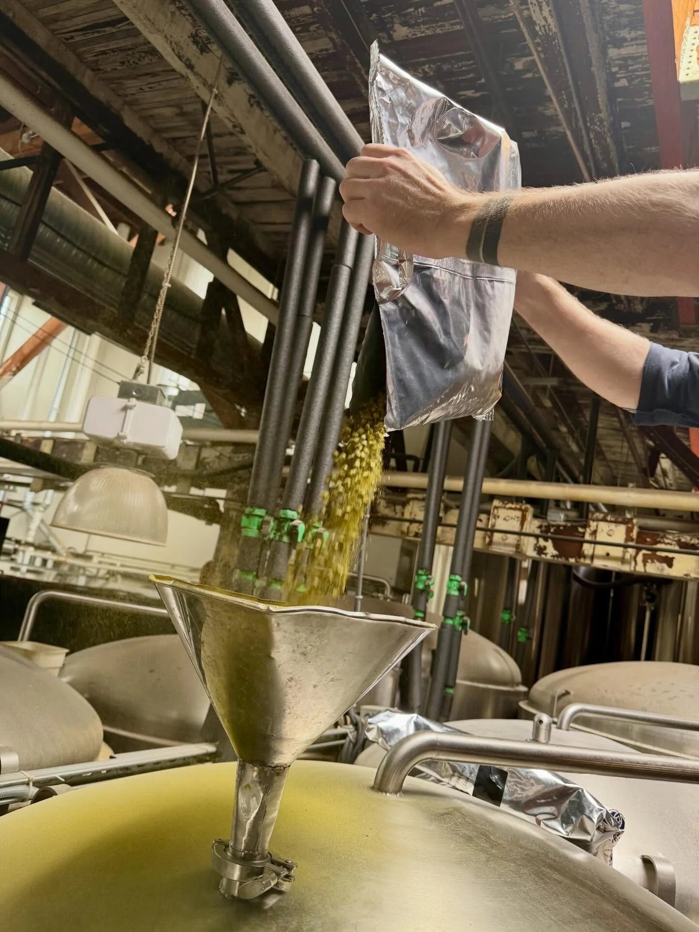 WETTING YOUR APPETITE WITH SOME DRY HOPS

Just dry hopping our new LITTLE FISH New School Hazy IPA with some Anchovy hops from @segalhopranch how &rsquo;bout you?

Get a sneak preview of this Little Fish with some big tropical flavours of watermelon 