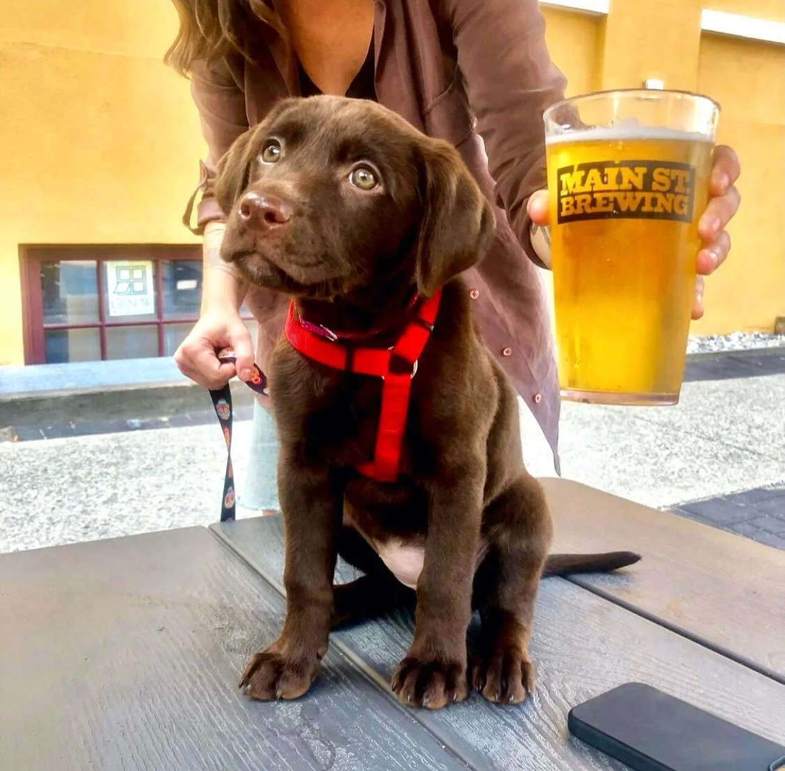 TAKE A PAWS

Pups and pints on the patio. Nothin&rsquo; beats it.

Swing by this Sunday and put your paws on a fresh pint while enjoying our Scotia Street patio.

Water&rsquo;s on us. Beer&rsquo;s on you.

🐶❤️🍺🐾

#maistreetbeer #patio #bcaletrail 