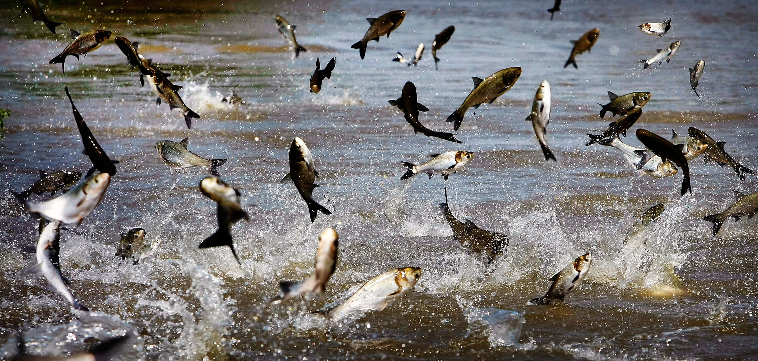  Jumping asian carp feed off the muck filled floodwater off President's Island Tuesday morning. Floodwater has forced many of the island's regular inhabitants like deer and wild turkey to seek higher ground or perish in the raising water. 