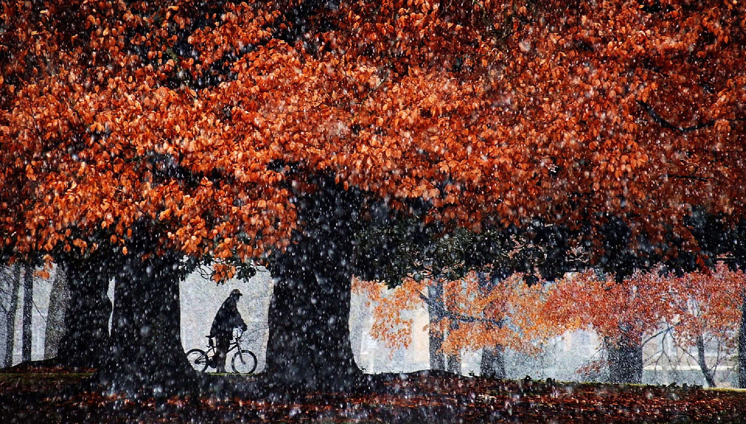  Tony Hill pauses to admire the snow flurries in Overton Park Friday morning while on a trip from his home near the fairgrounds to get a bite to eat. 
