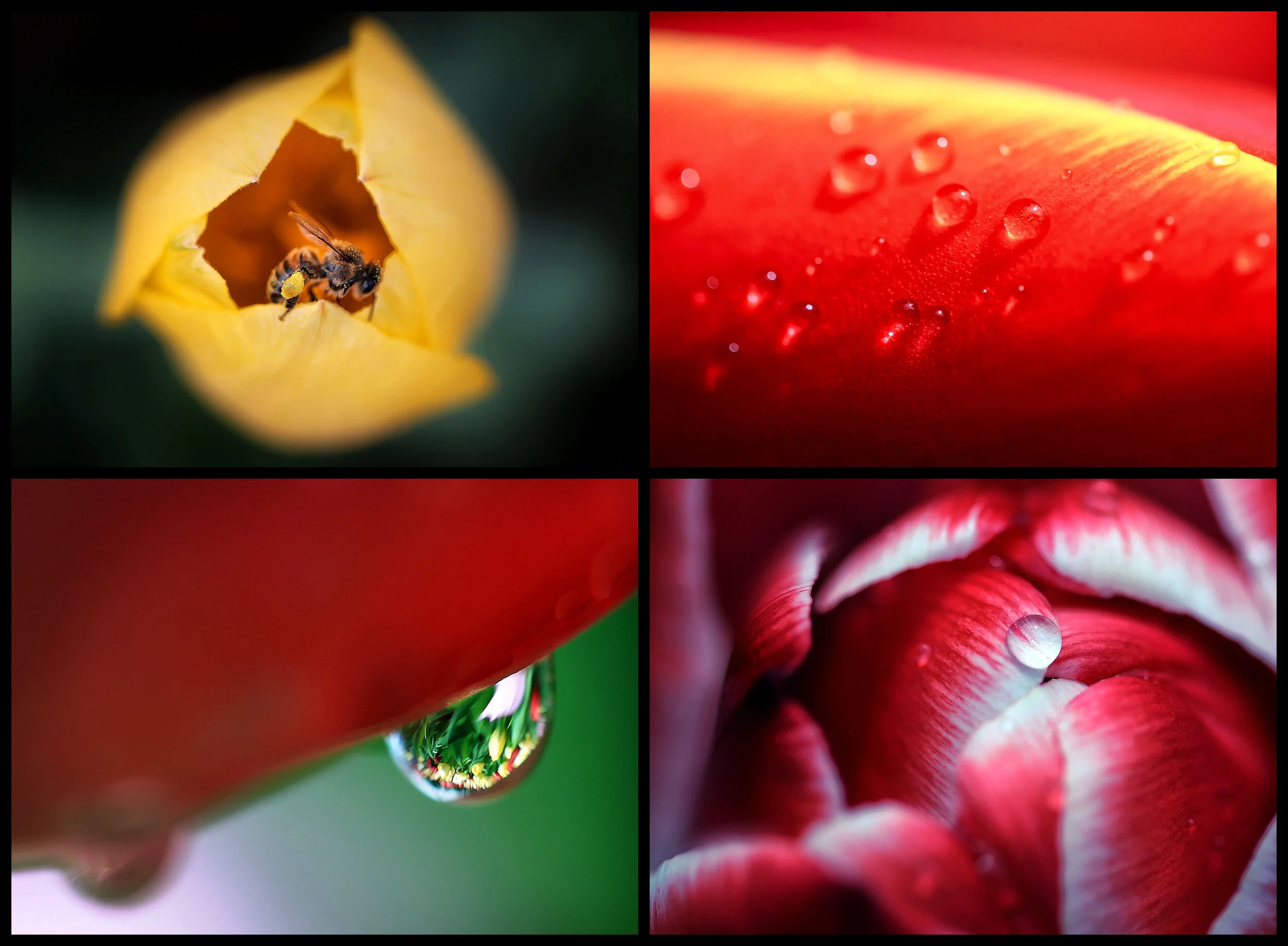  With an unprecedented warm winter, it is an early year for tulips at the Dixon Gardens and Gallery where 230,000 bulbs are well into their flowering cycle. Despite efforts by the staff to keep them from blooming, many varieties started to flower in 