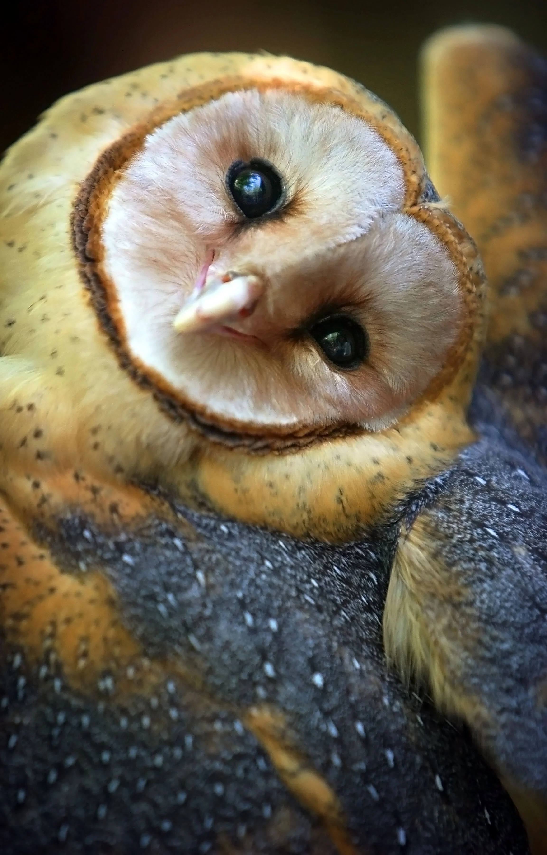  A barn owl recovers at the Mid-South Raptor Center located on the grounds of the Agricenter. A staff of mostly volunteers cares for and rehabilitates species of owls, hawks, eagles, and their less glamorous buzzard cousins at the 20 cage facility wi