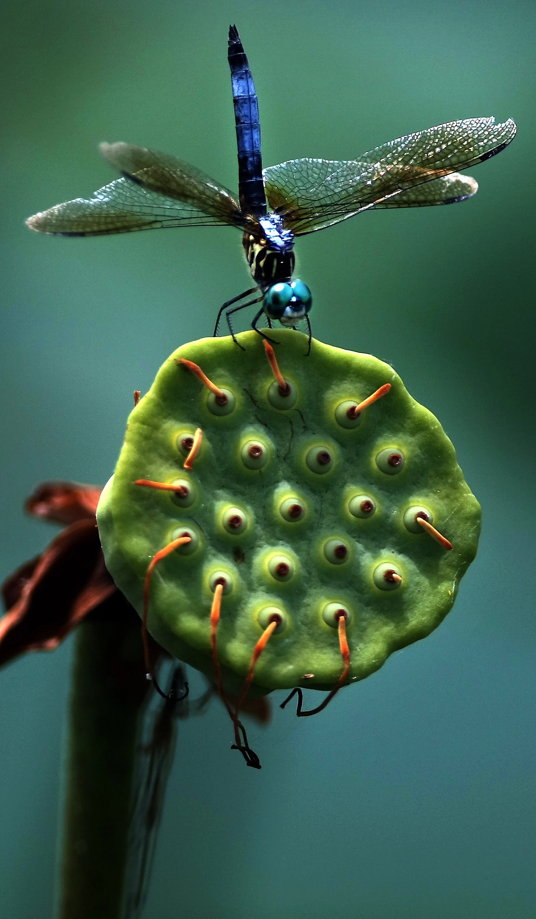 A blue dragonfly rests on a lotus pod at one of Shelby Farm's smaller lakes. Park administration is trying to discover new ways to combine many of the pockets of forest that serve as home to the wildlife population. As it is, the isolated ecosystems