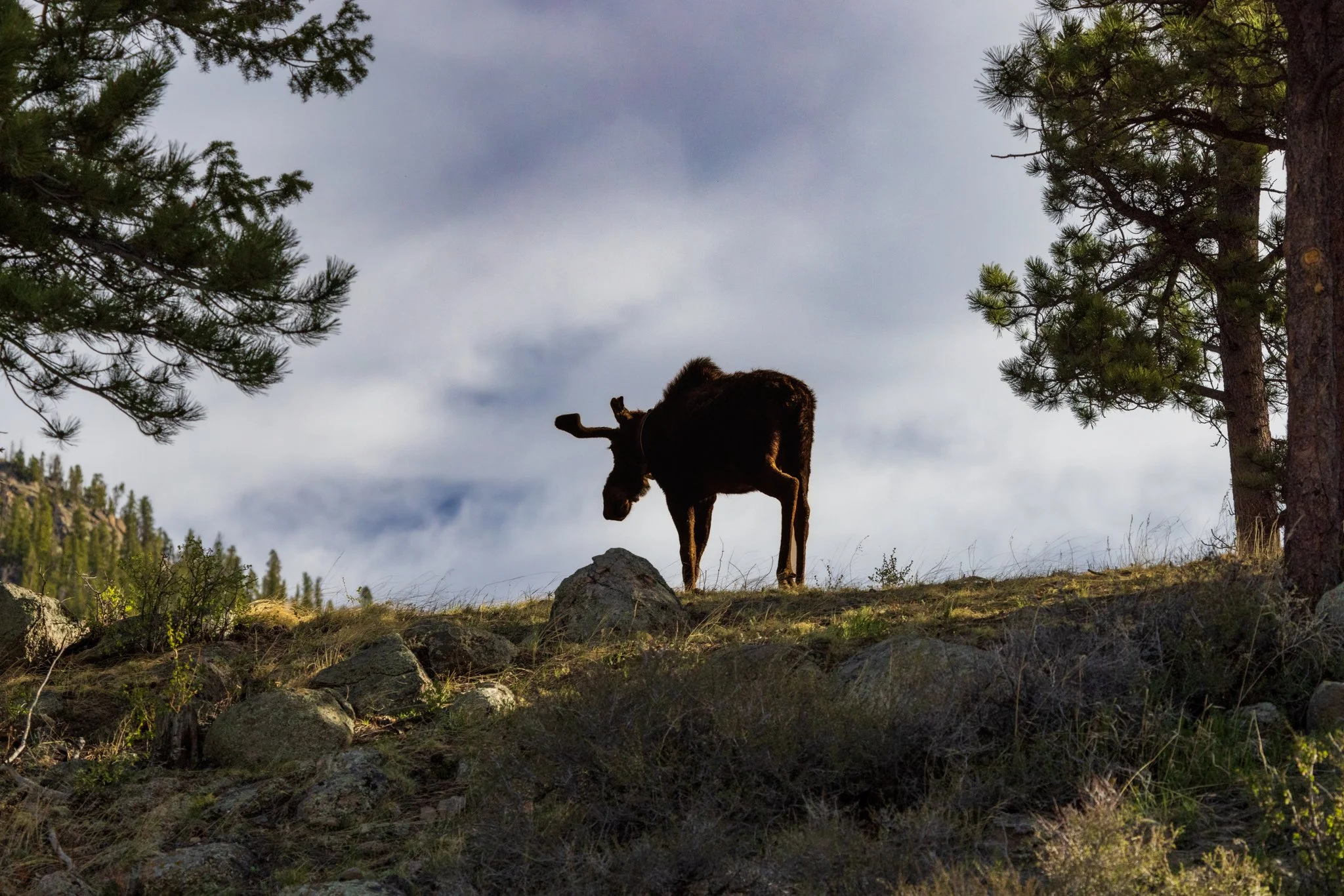 RMNP-2.jpg