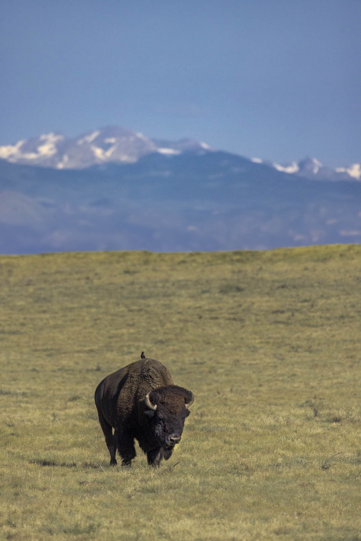 Wildlife Website Smal-1.png