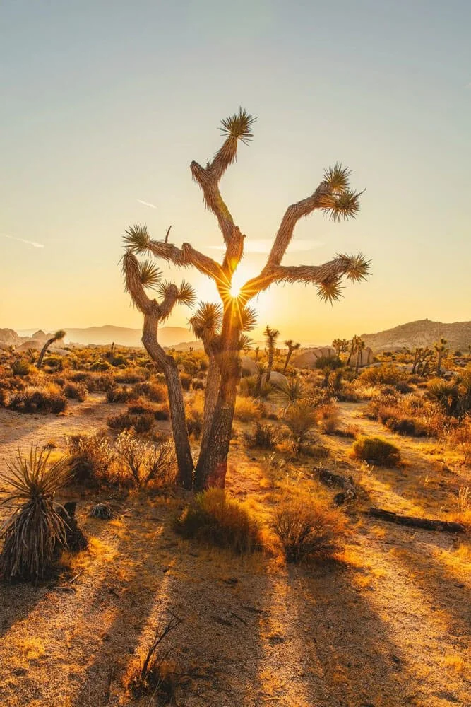 Desert Door Artistic Residency 