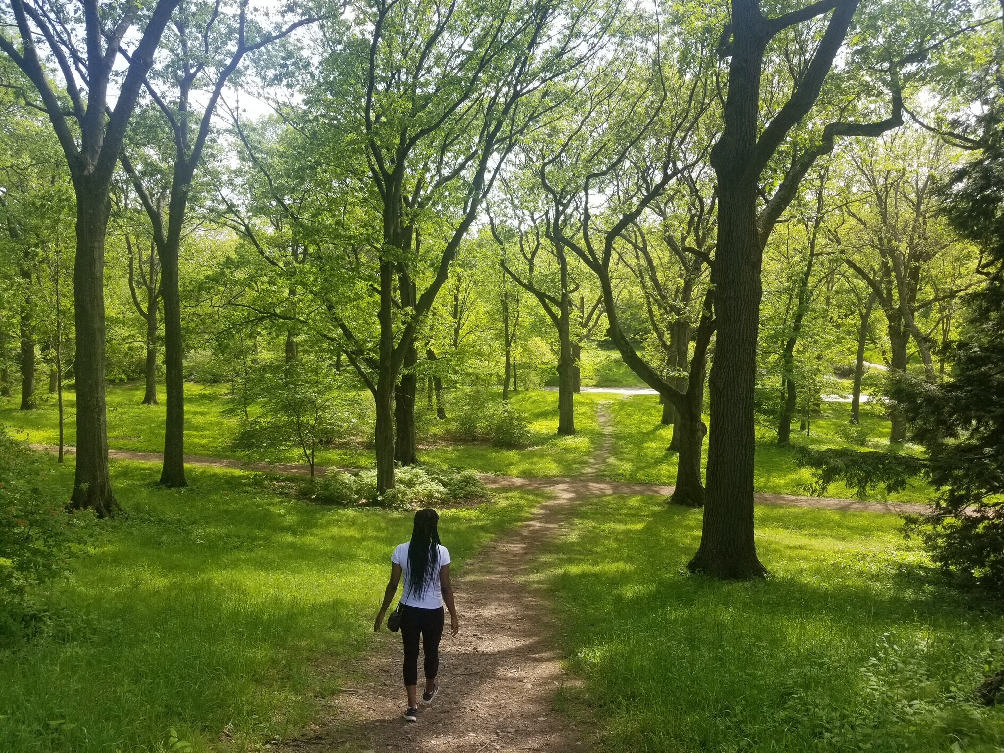 Arboretum, Boston, MA