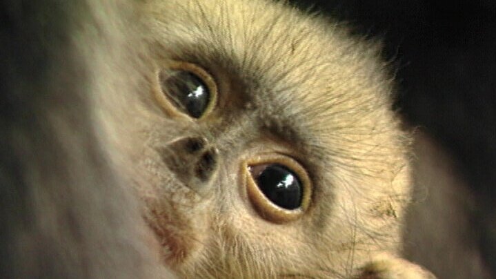 JANE GOODALL CHINA DIARY