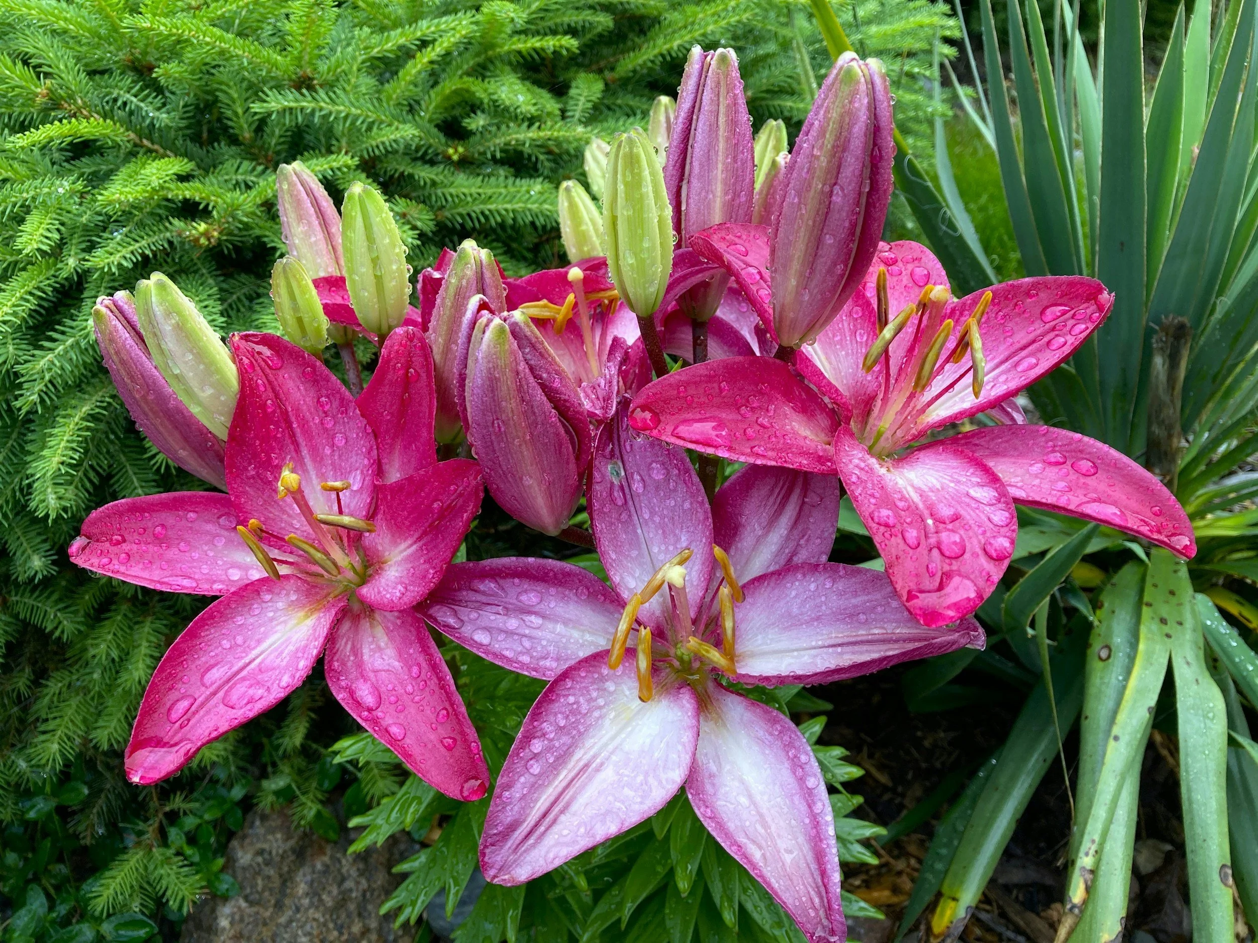 Hermine ‘Herms’ Krikowa