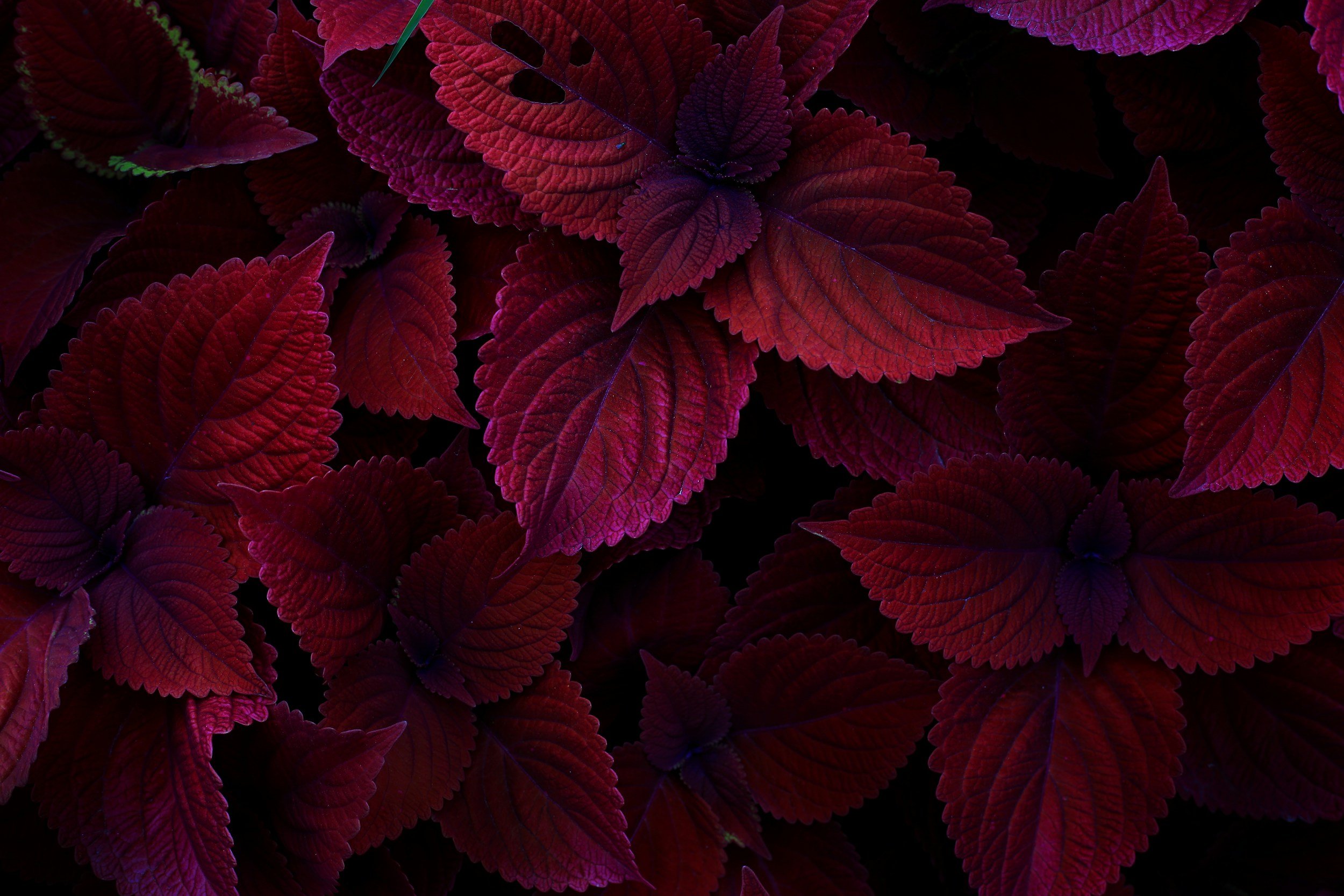 Raymond ‘Ross’ Harding