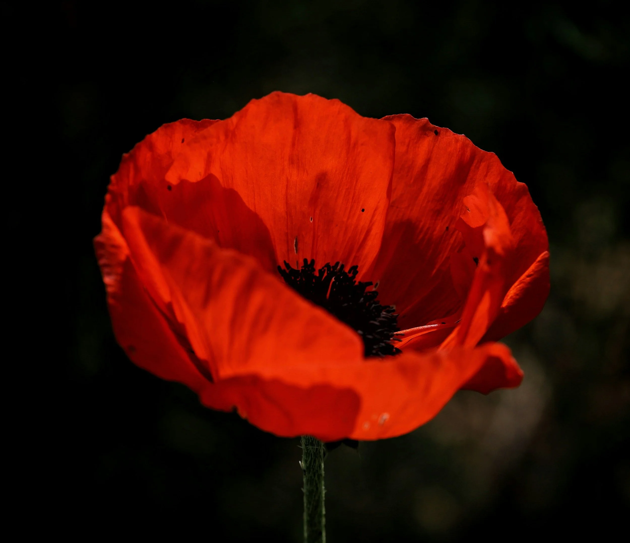 Lt. General Lawrence O’Donnell AC (ret’d)