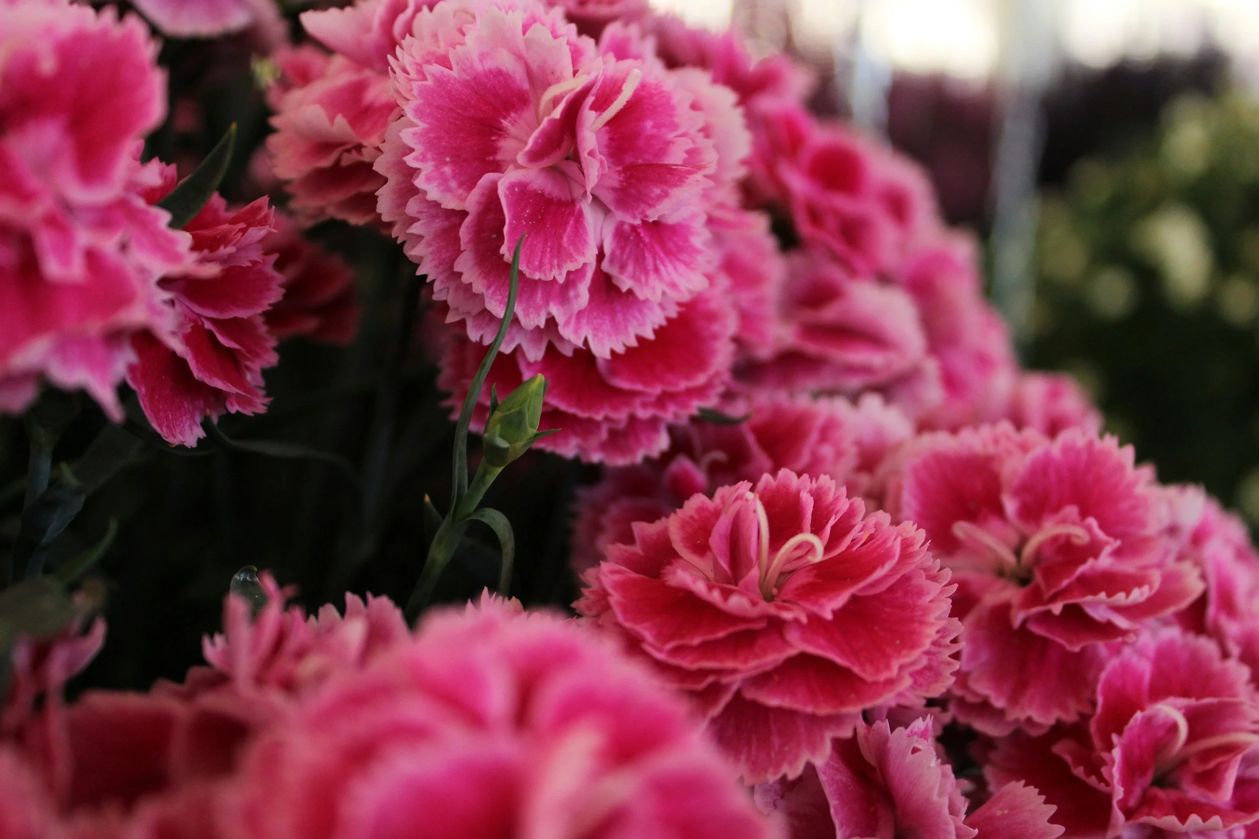 Memorial Service: Wendy Smith