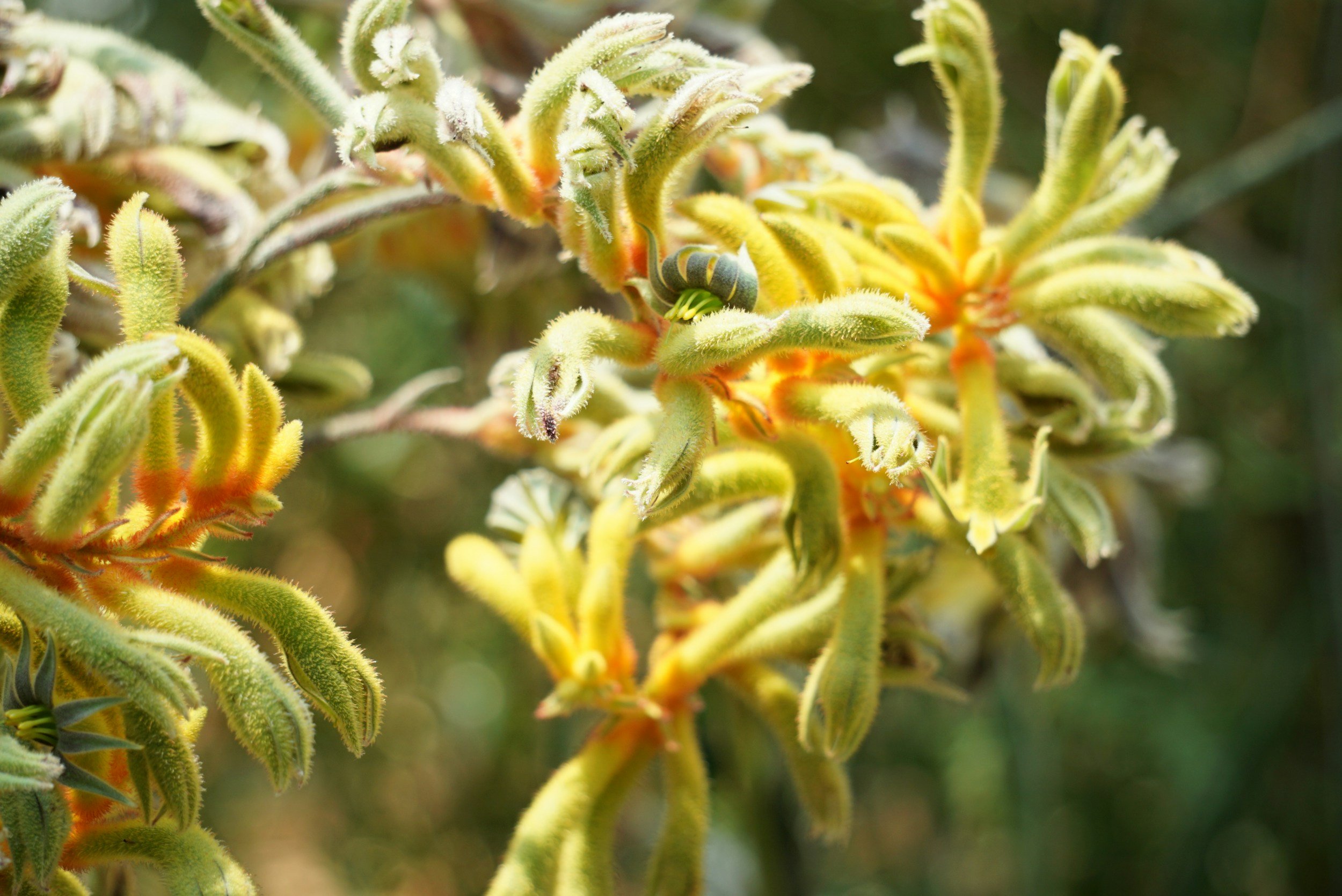 Marina ‘Mara’ Germolus