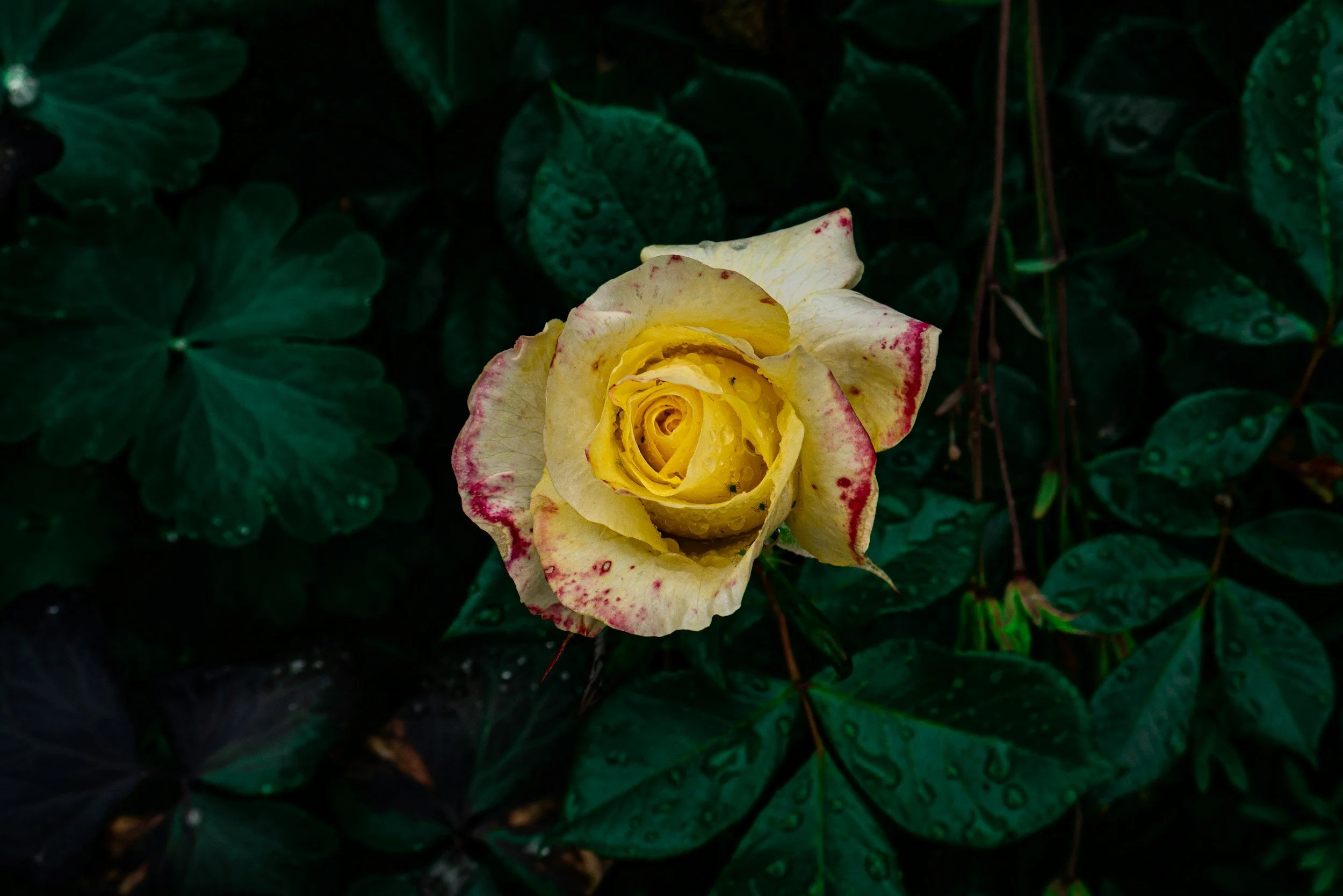 Lynn Lederer