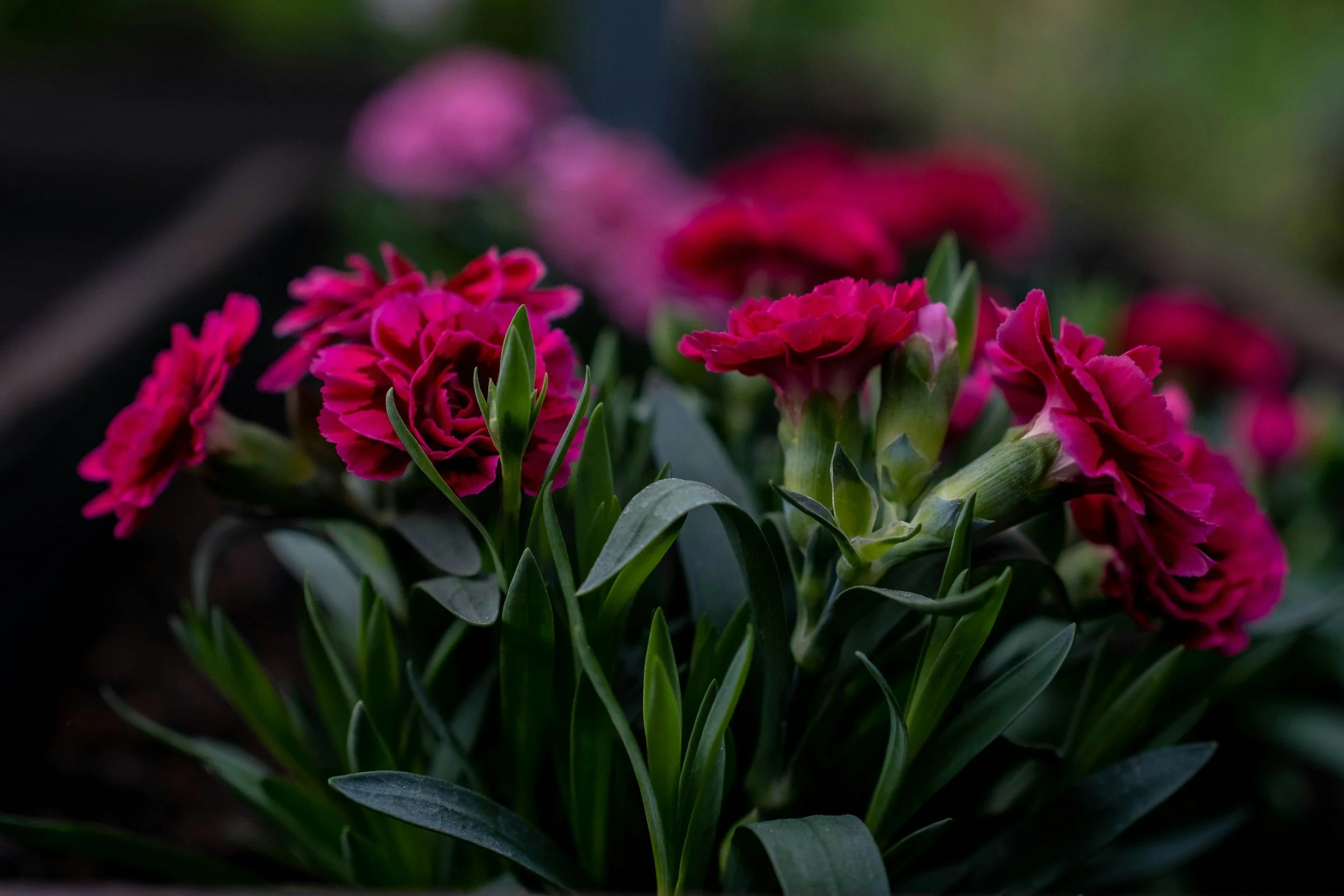 Memorial Service: Anne Ireland