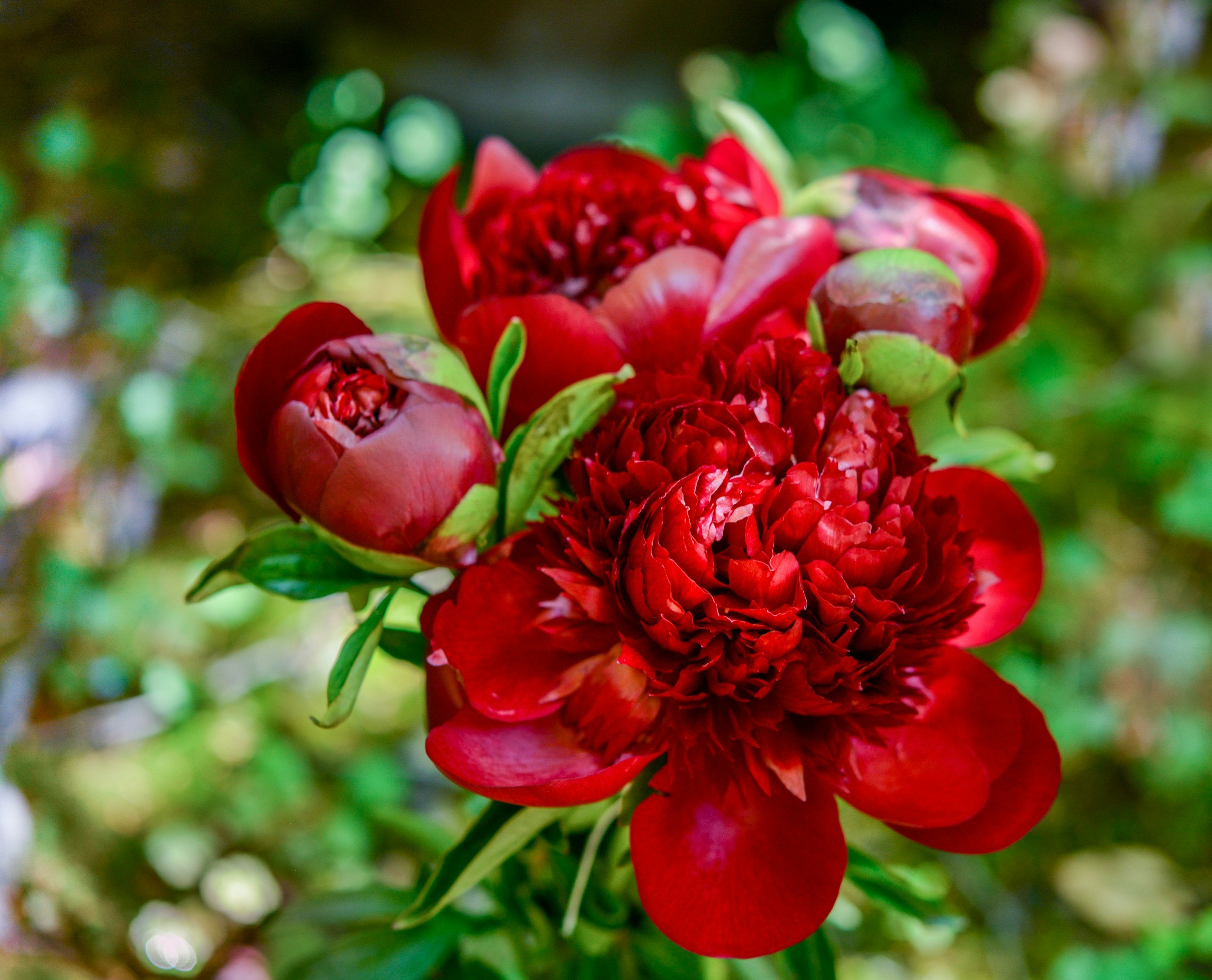Rozina ‘Rozie’ Jeffreys