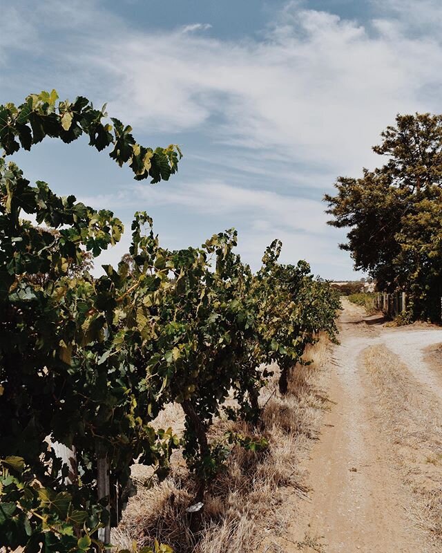 Vine vale enjoying the sunshine ☀️ And missing the sunshine at the moment! 🌨

#wine #winery #barossawine #barossa #vinevalewine #winemaker #vineyards #steinbornerreynolds #barossavalley #winetasting #vines #shiraz #estategrown #barossashiraz #cabern