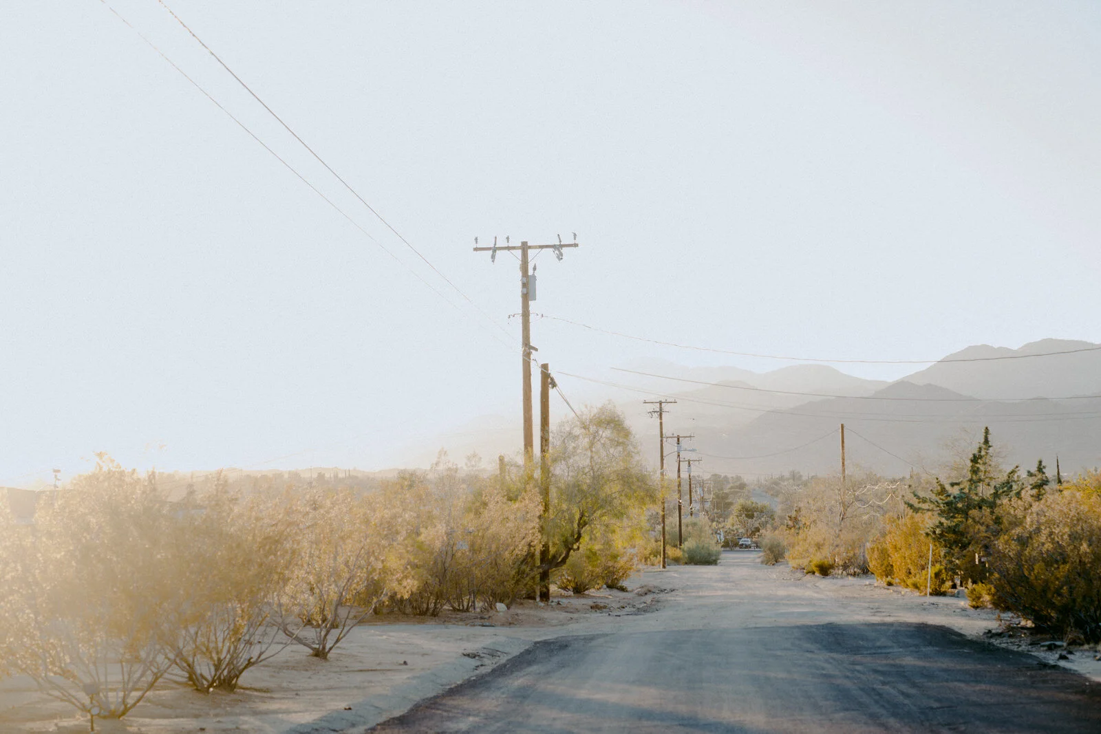 Smoking Tumbleweeds in Joshua Tree