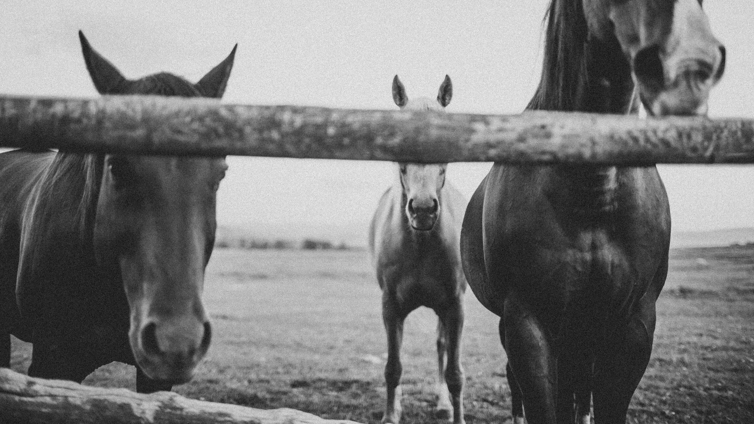 Brush Creek Ranch Wedding