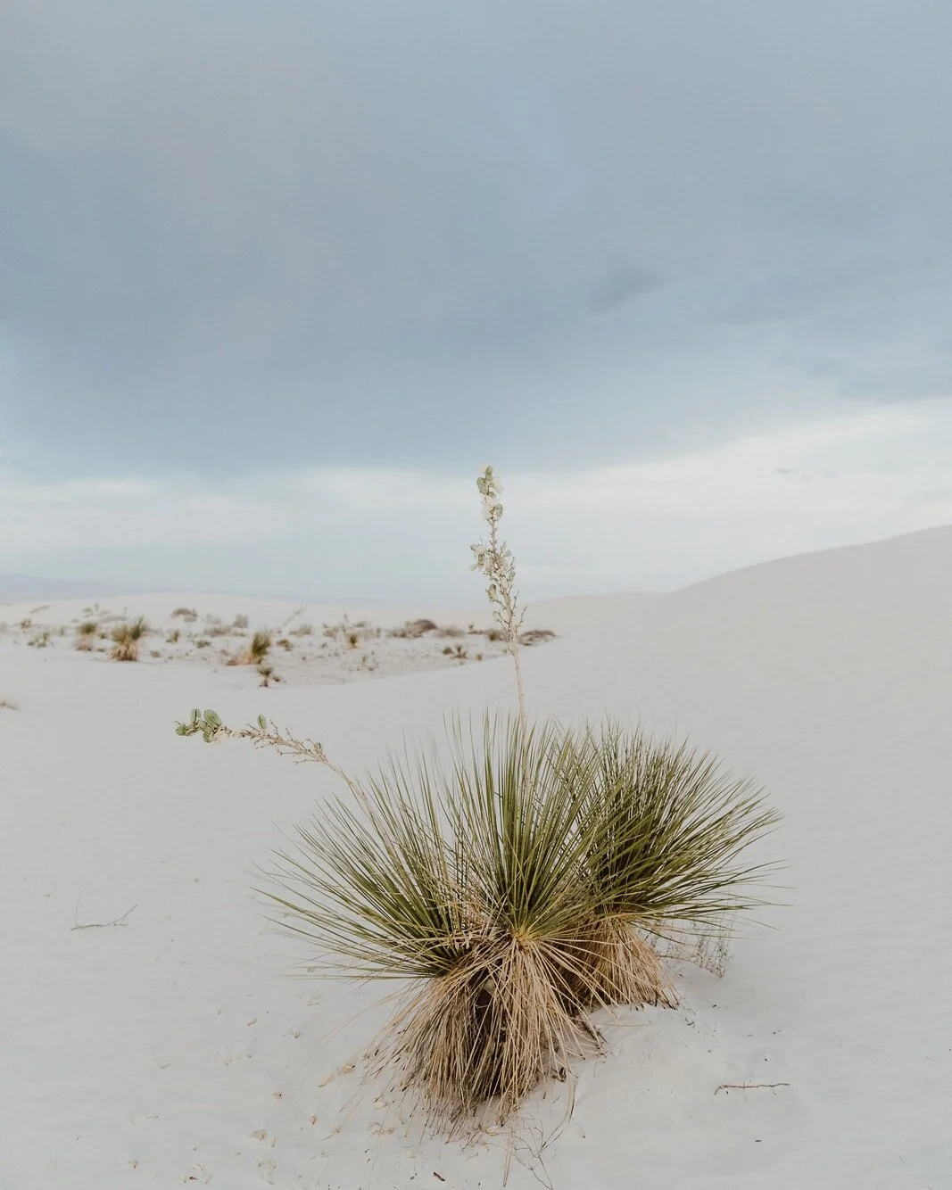 white-sands-new-mexico-1017.JPG