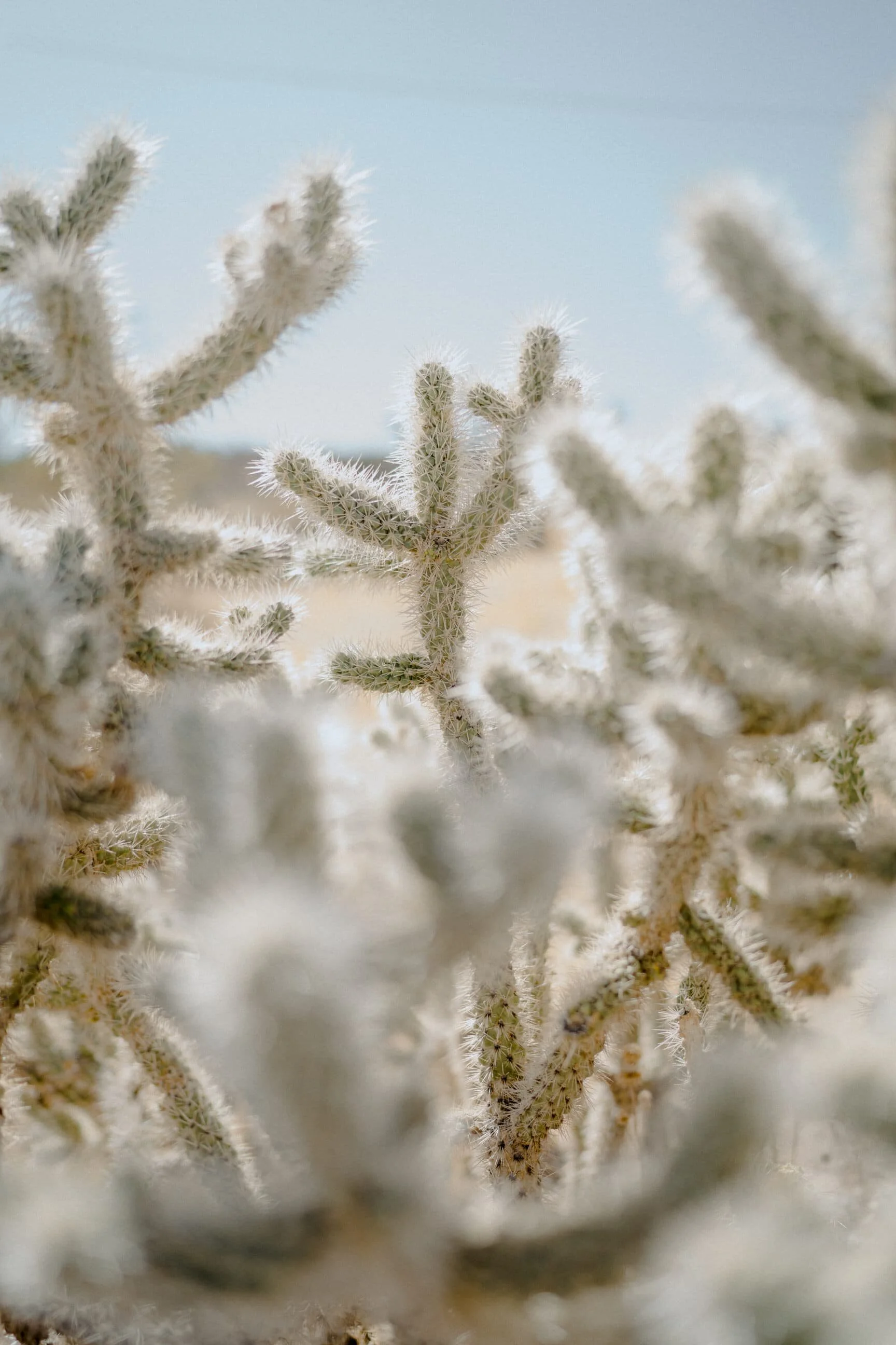 tumbleweed-sanctuary-wedding-125.JPG
