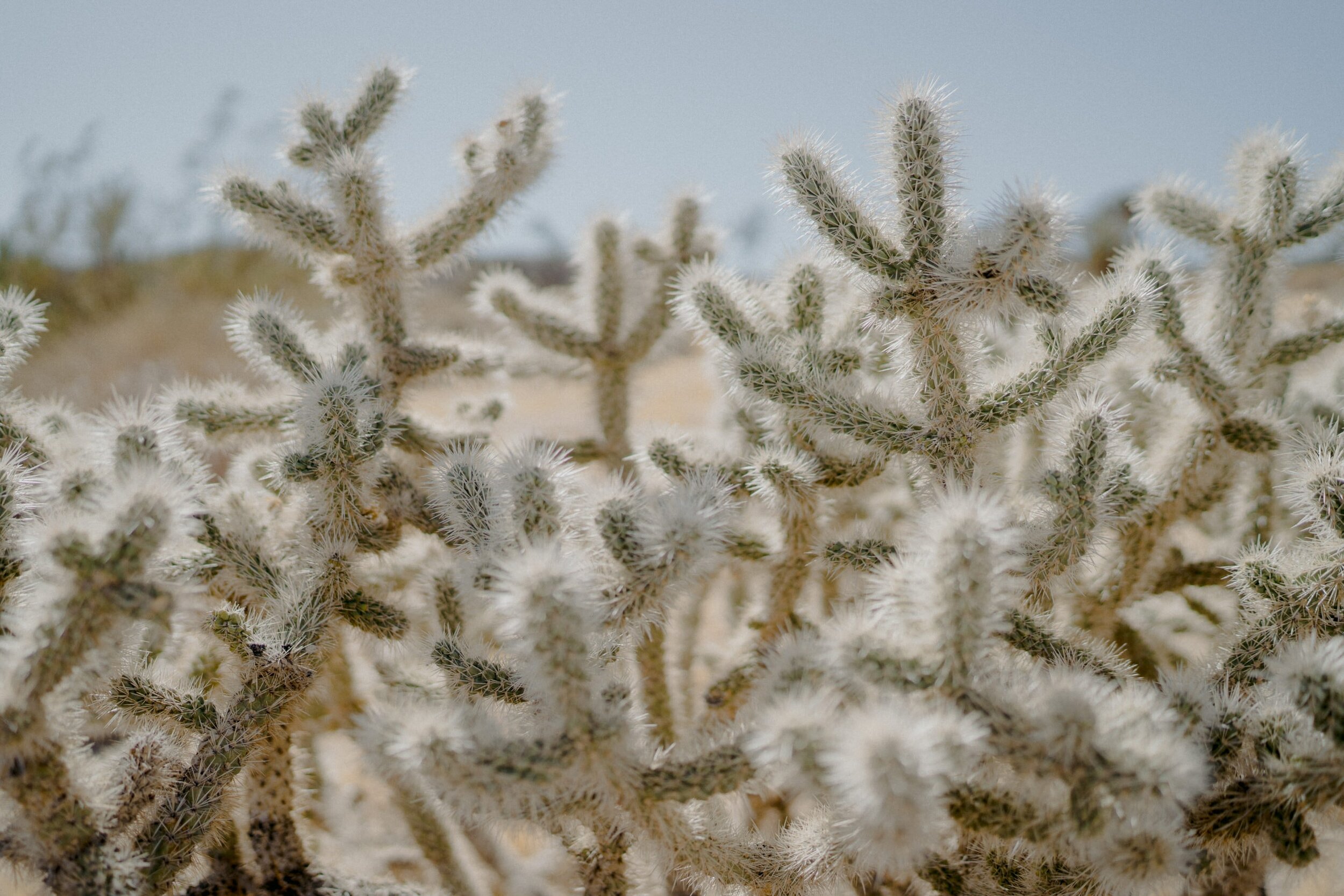 tumbleweed-sanctuary-wedding-151.JPG