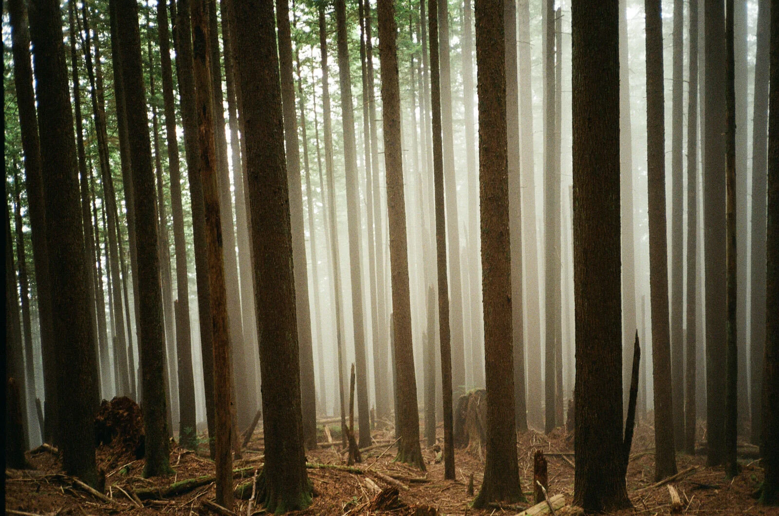 Contax t2 on Fujifilm 800z