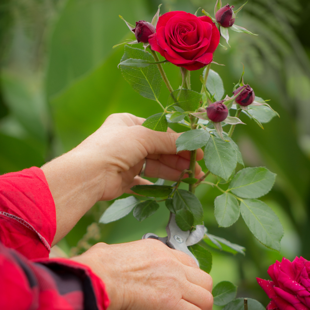 Unplowed Ground Parenting