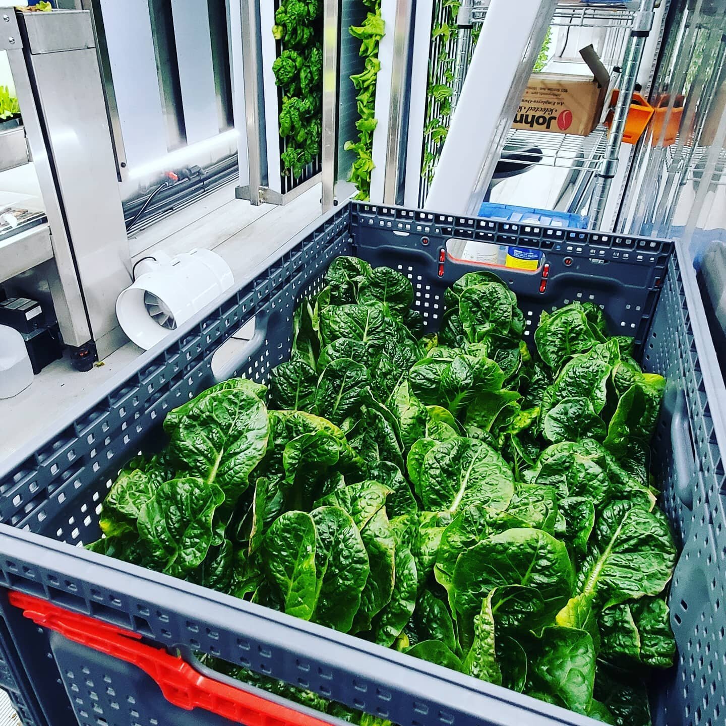 First deliveries!  Fresh Romaine, harvested and delivered same day

#hydroponicfarming #verticalfarming #farmtotable #freshfood #romaine