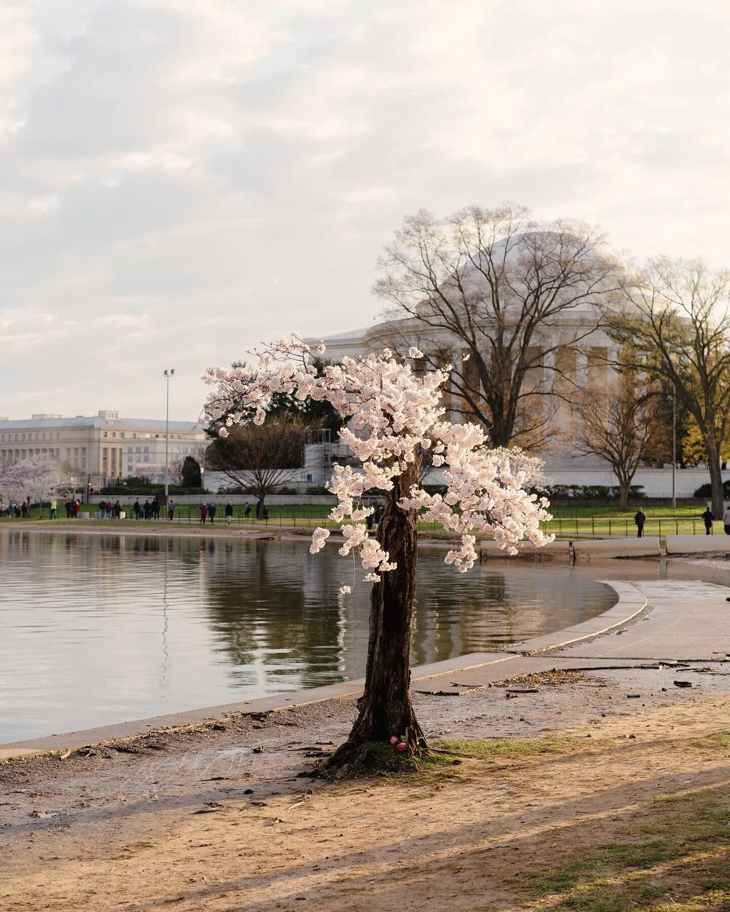 Stumpy&rsquo;s last bloom🌸🩷

#washingtondc #dc #cherryblossoms #tidalbasin