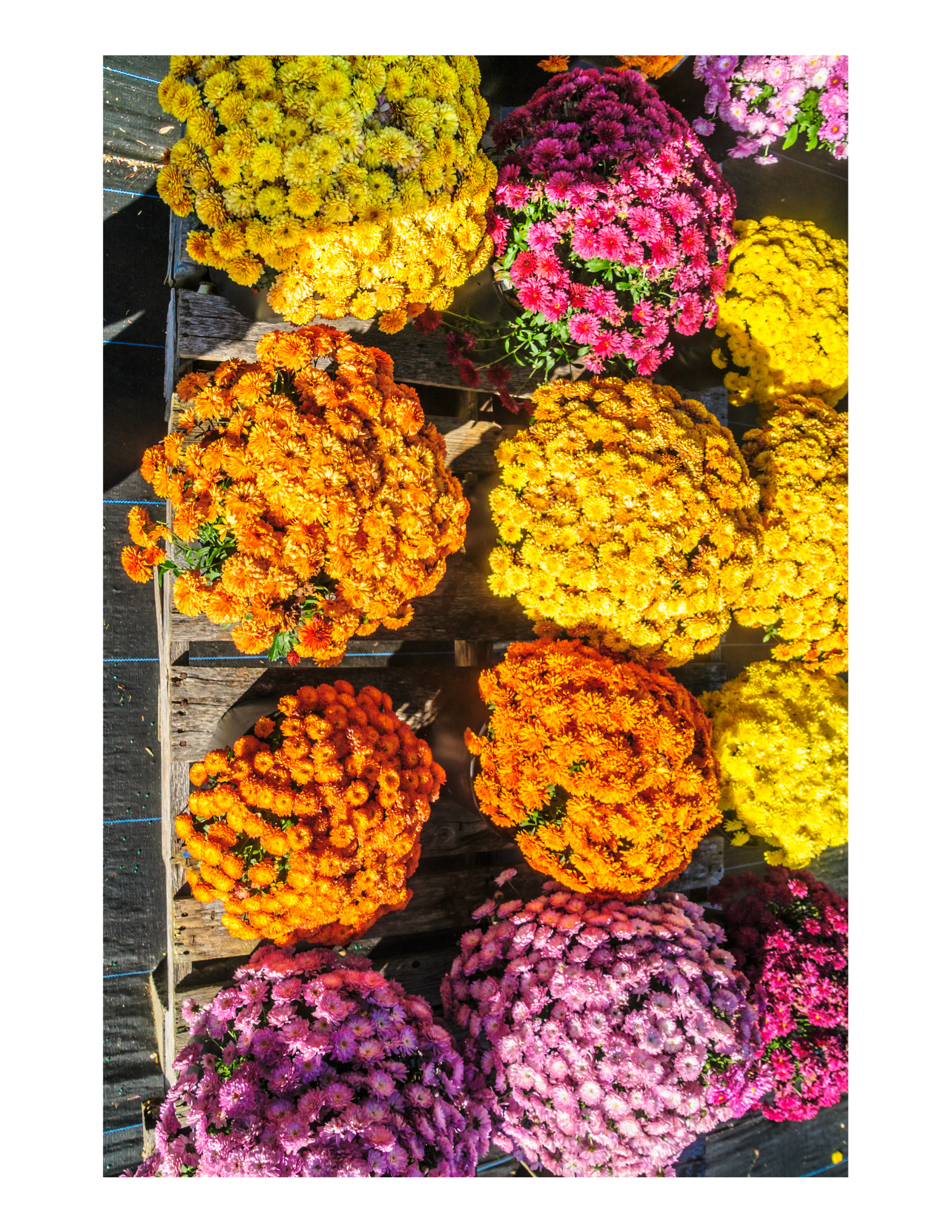 Fall Mums Sale