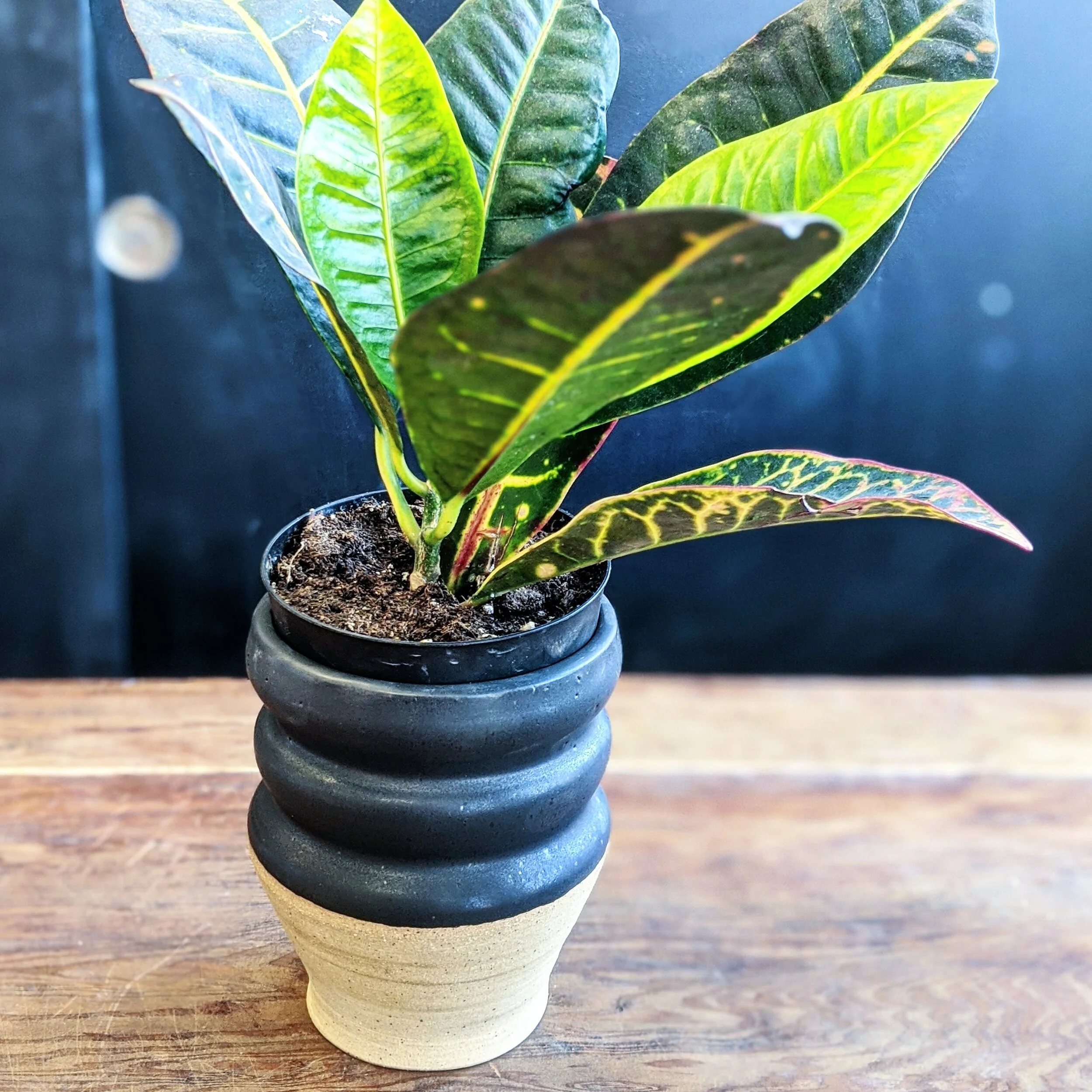 A potted plant with large, colorful green, yellow, and pink-veined leaves in a black and beige striped ceramic pot on a wooden surface.
