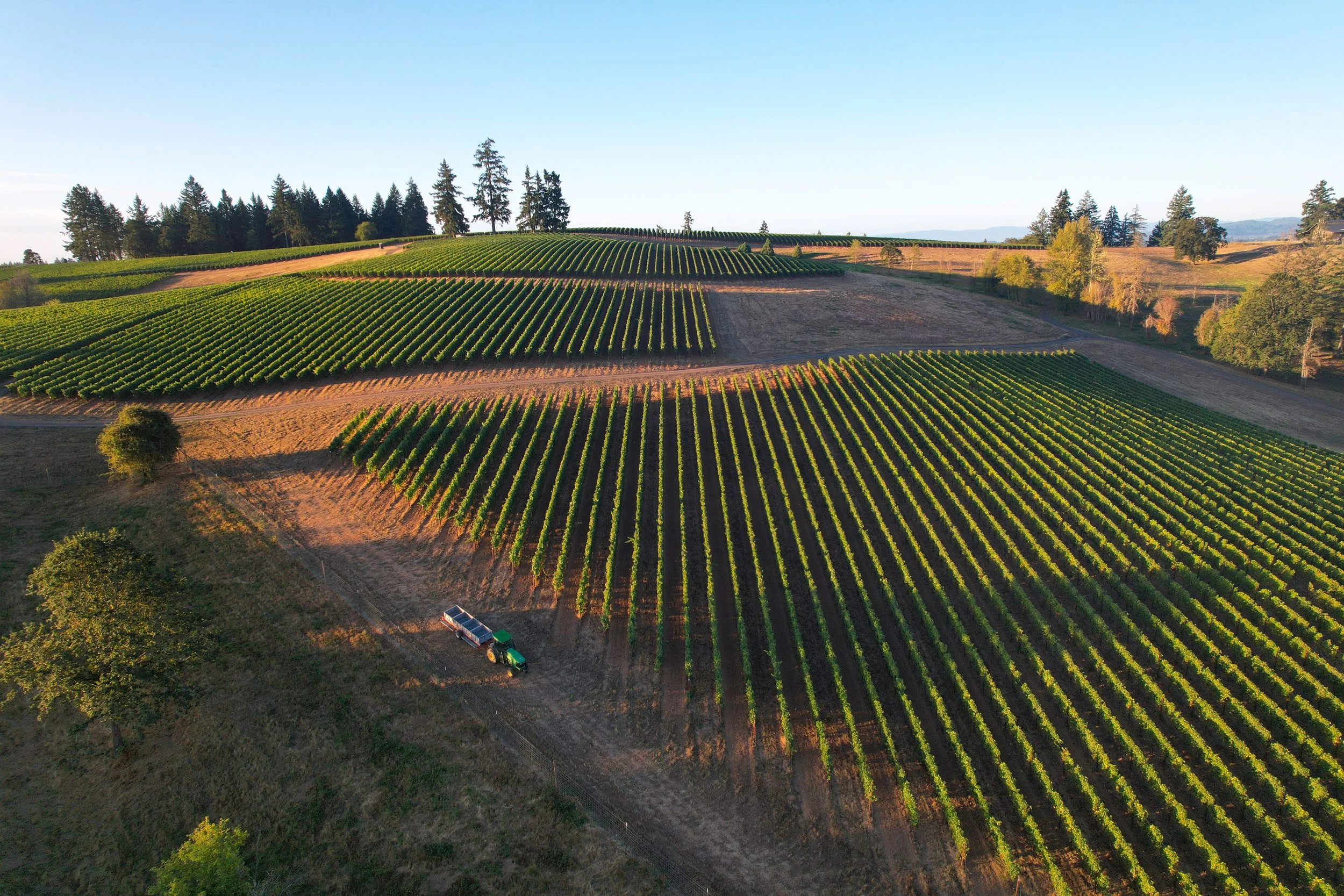 bringing-in-pinot-noir.jpg