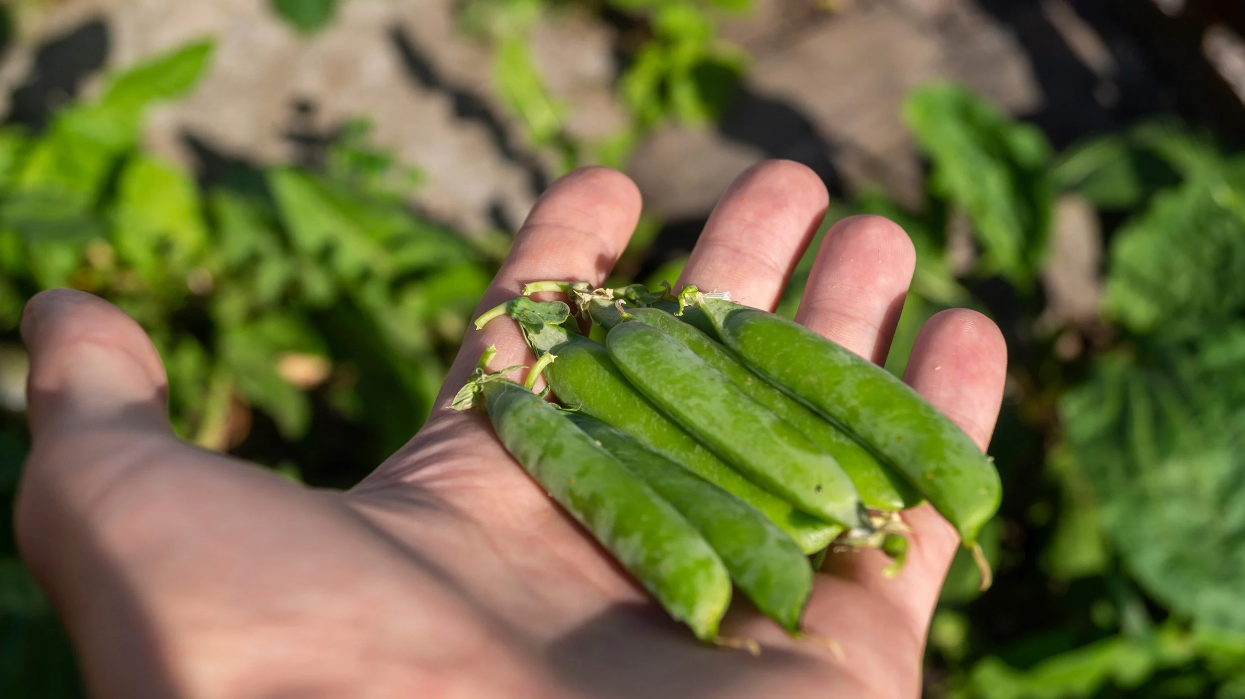 EGG AND SPRING PEA SALAD