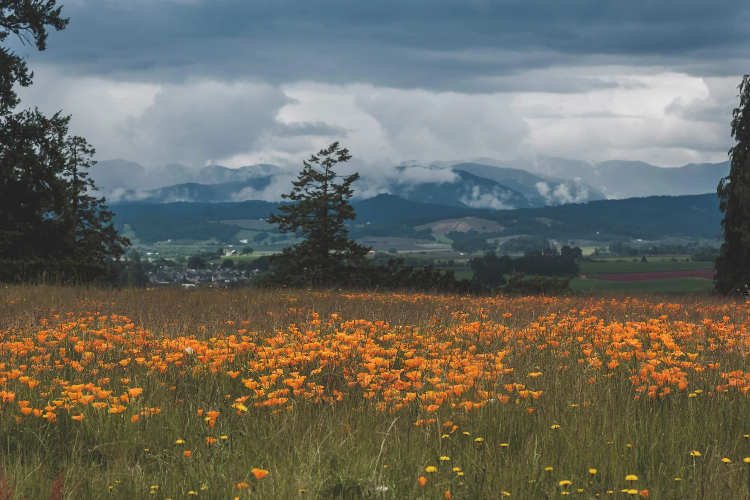 buttercups-and-clover.jpg