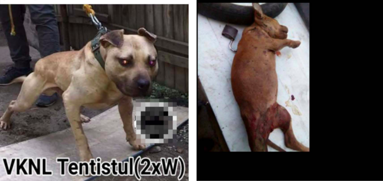 Facebook Breaks Its Own Rules On Animal Cruelty and Trading