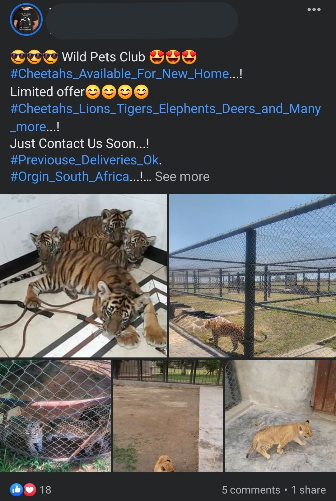 tigers and other big cats facebook.jpg